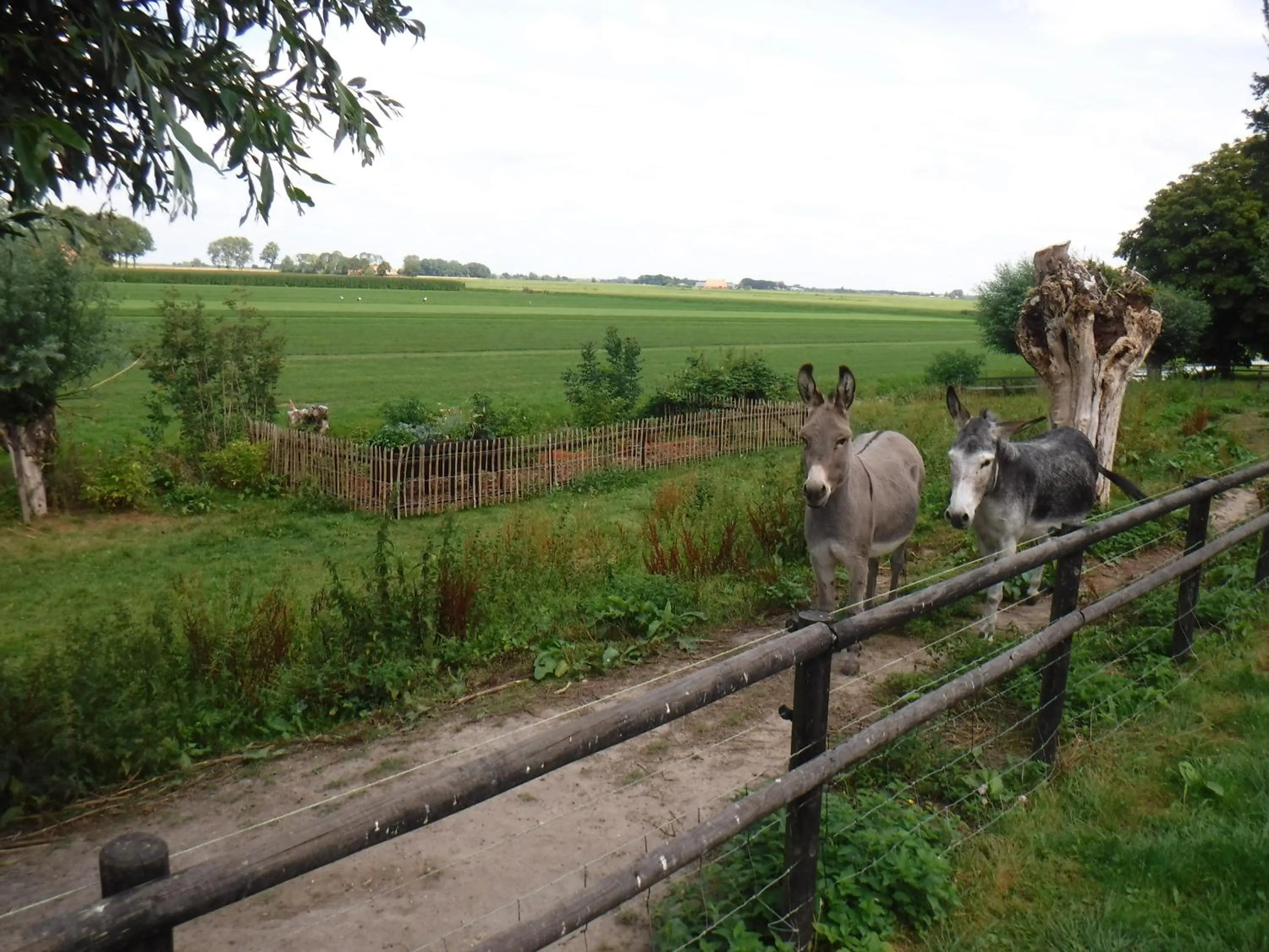 Garden in BenB Erf 9