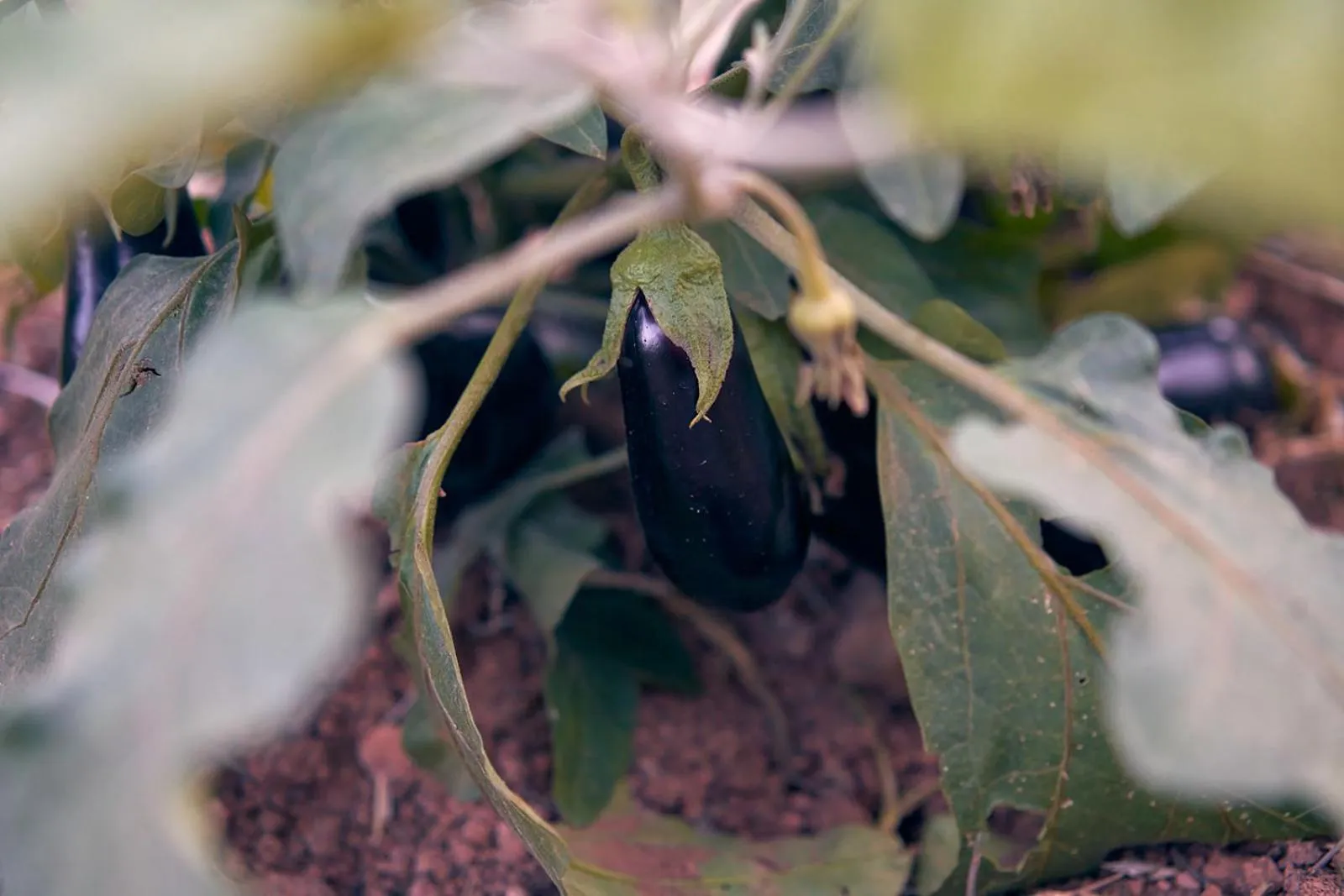 Garden in Eco Hotel Cueva del Gato