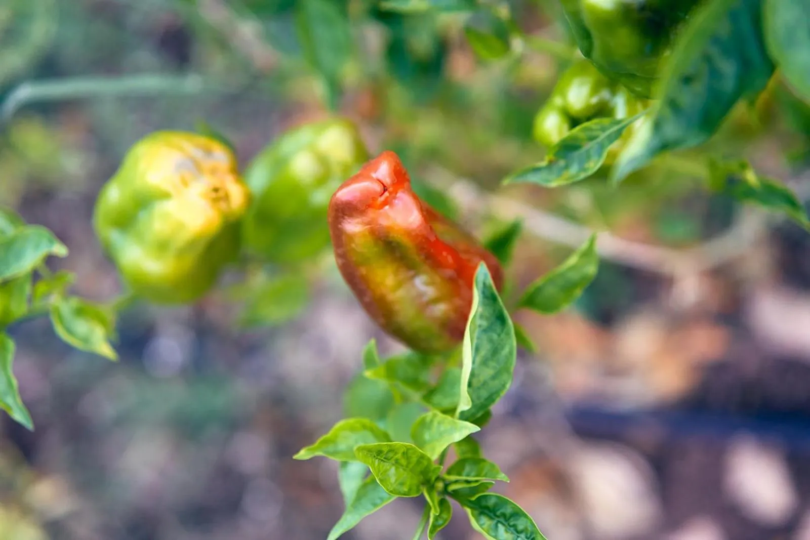 Garden in Eco Hotel Cueva del Gato