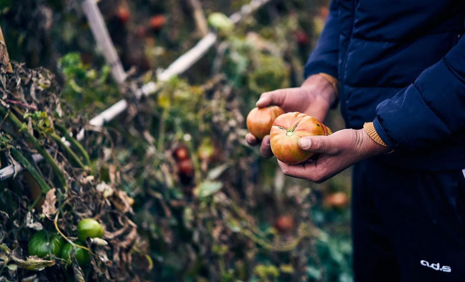 Food in Eco Hotel Cueva del Gato