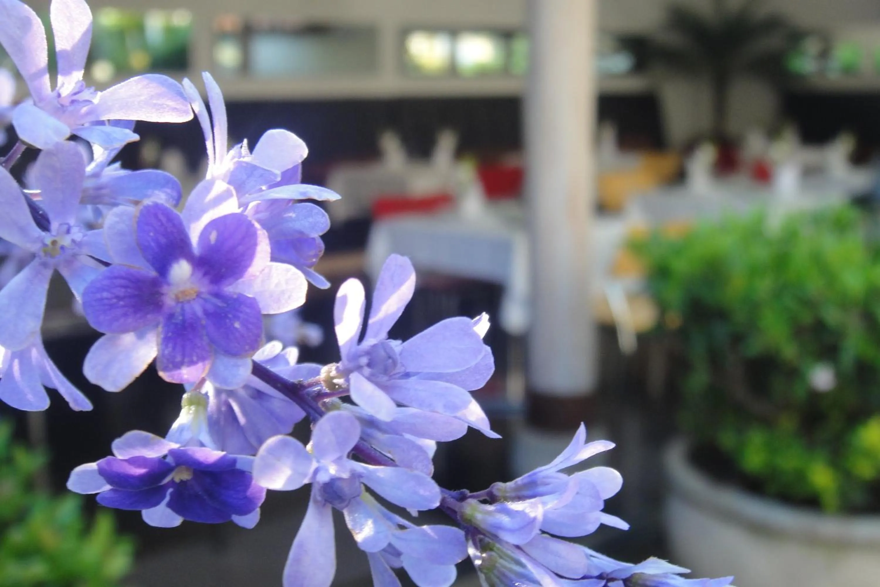 Garden in Casa Oniri Hotel Boutique