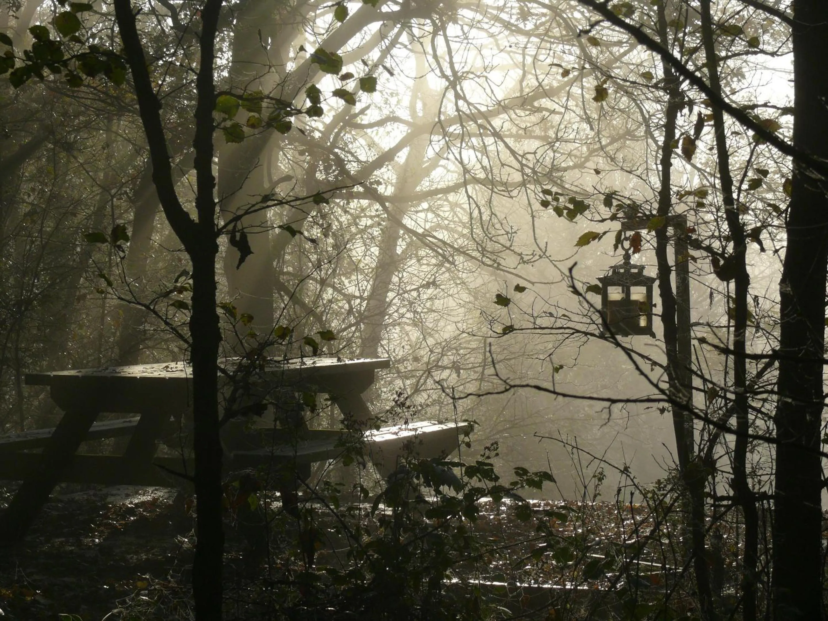 Garden in The Motor House