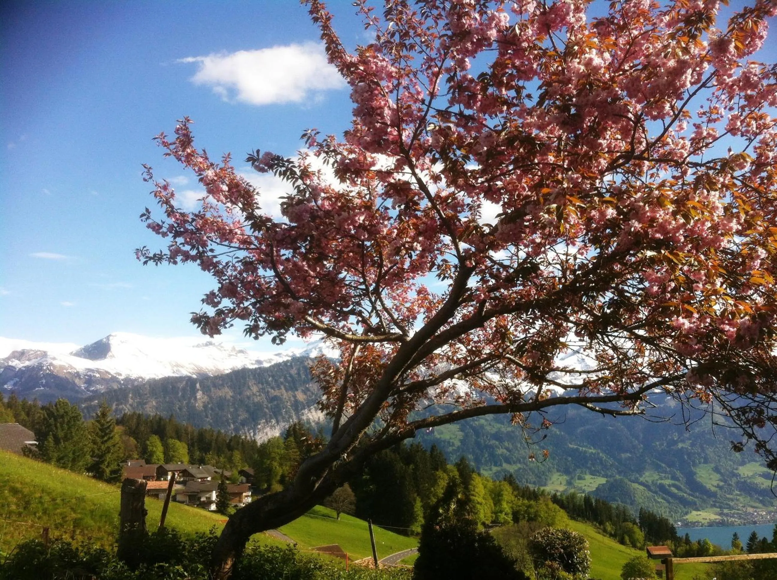Garden in Hotel Fassbind Beausite