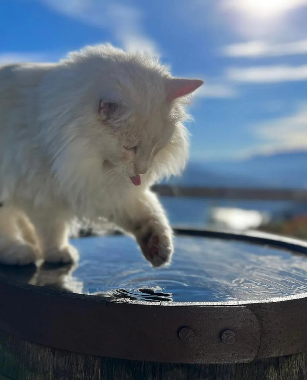 Animals in Hotel Fassbind Beausite