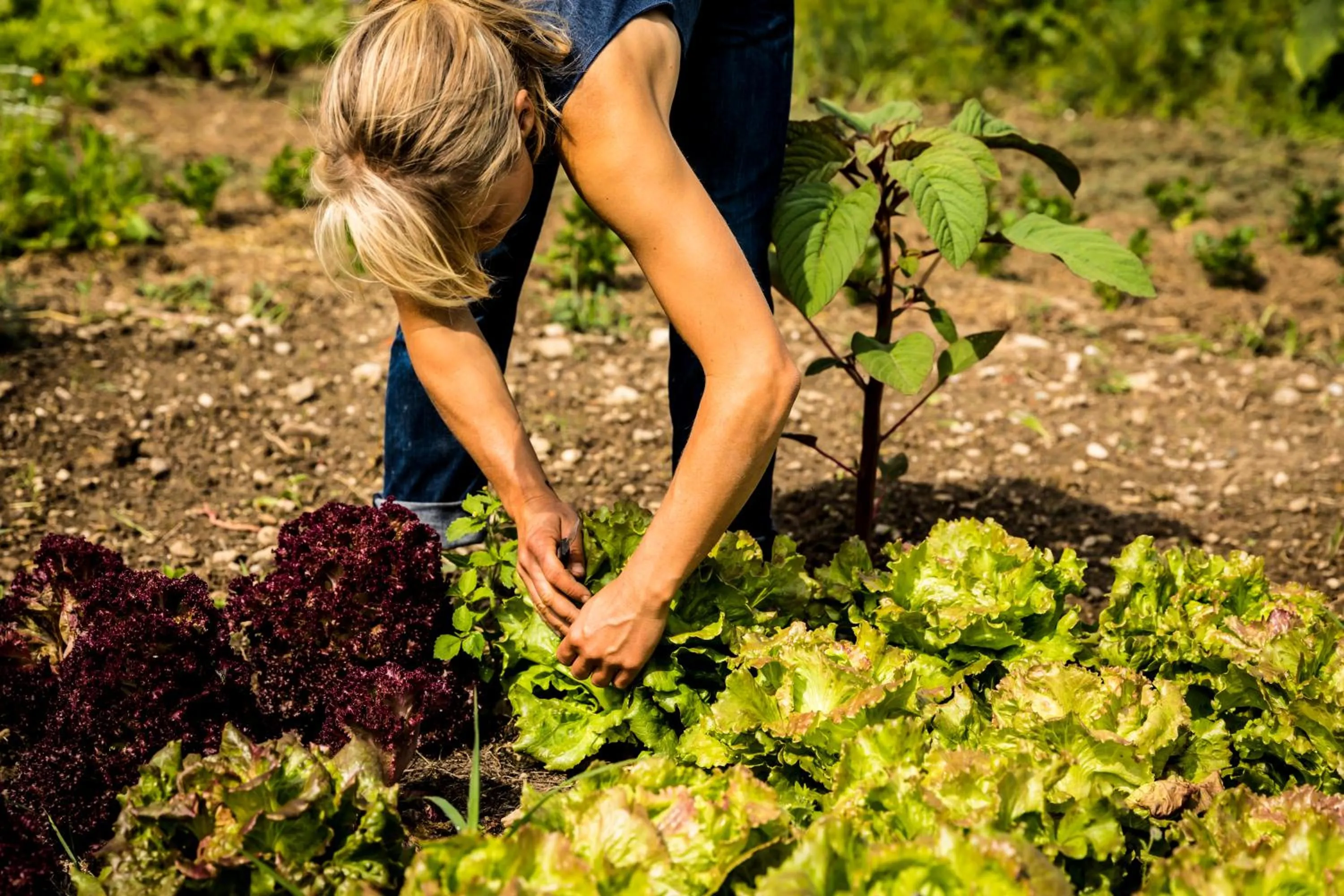 Garden in Gut Sonnenhausen