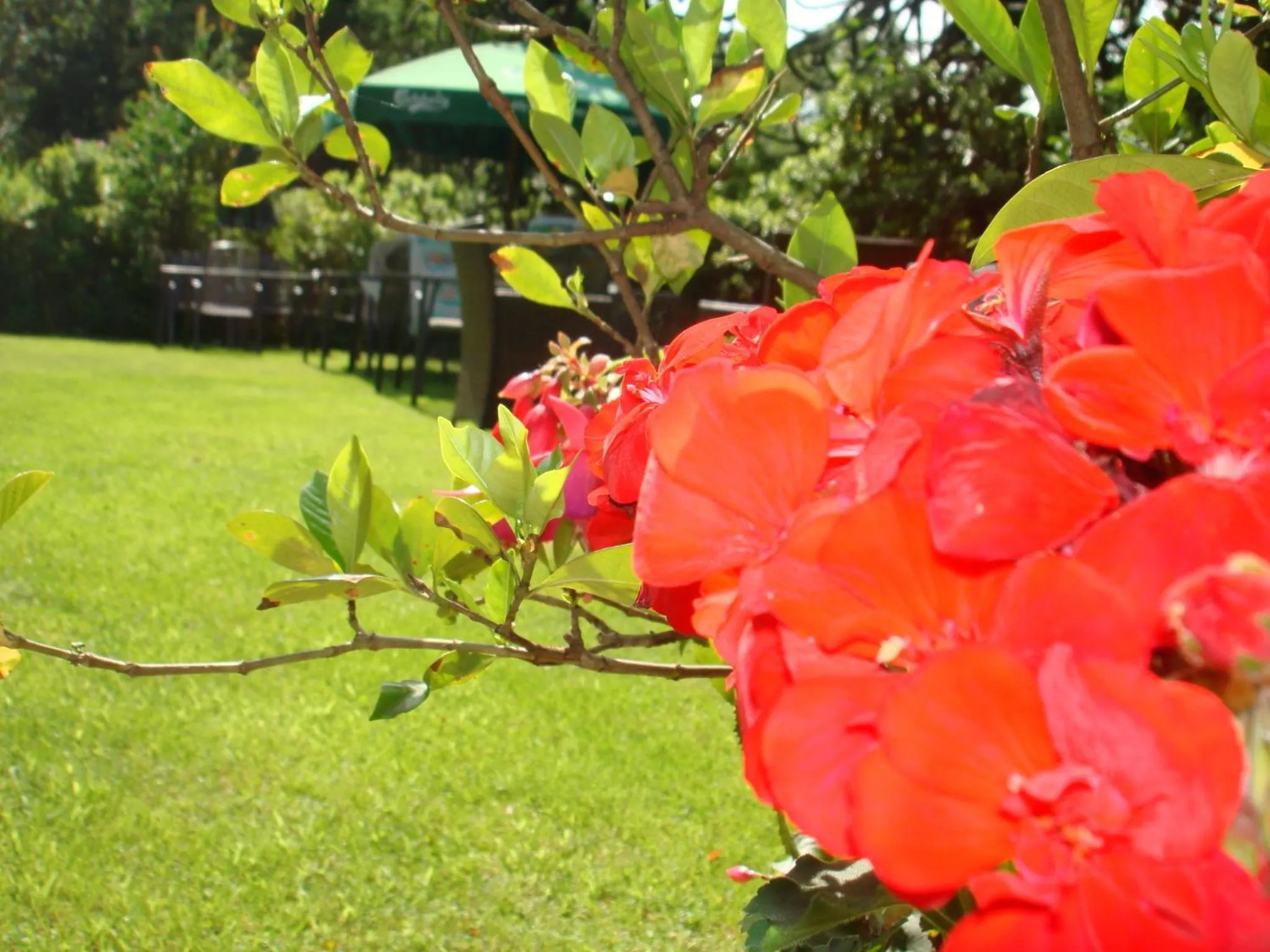 Garden in Hotel Al Fiume