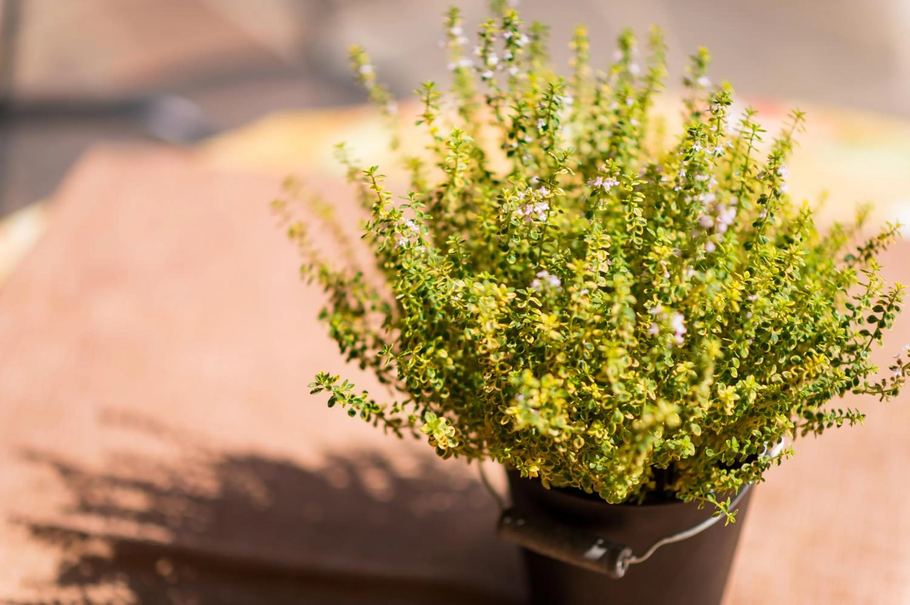 Garden in Appartements Lenzenhof
