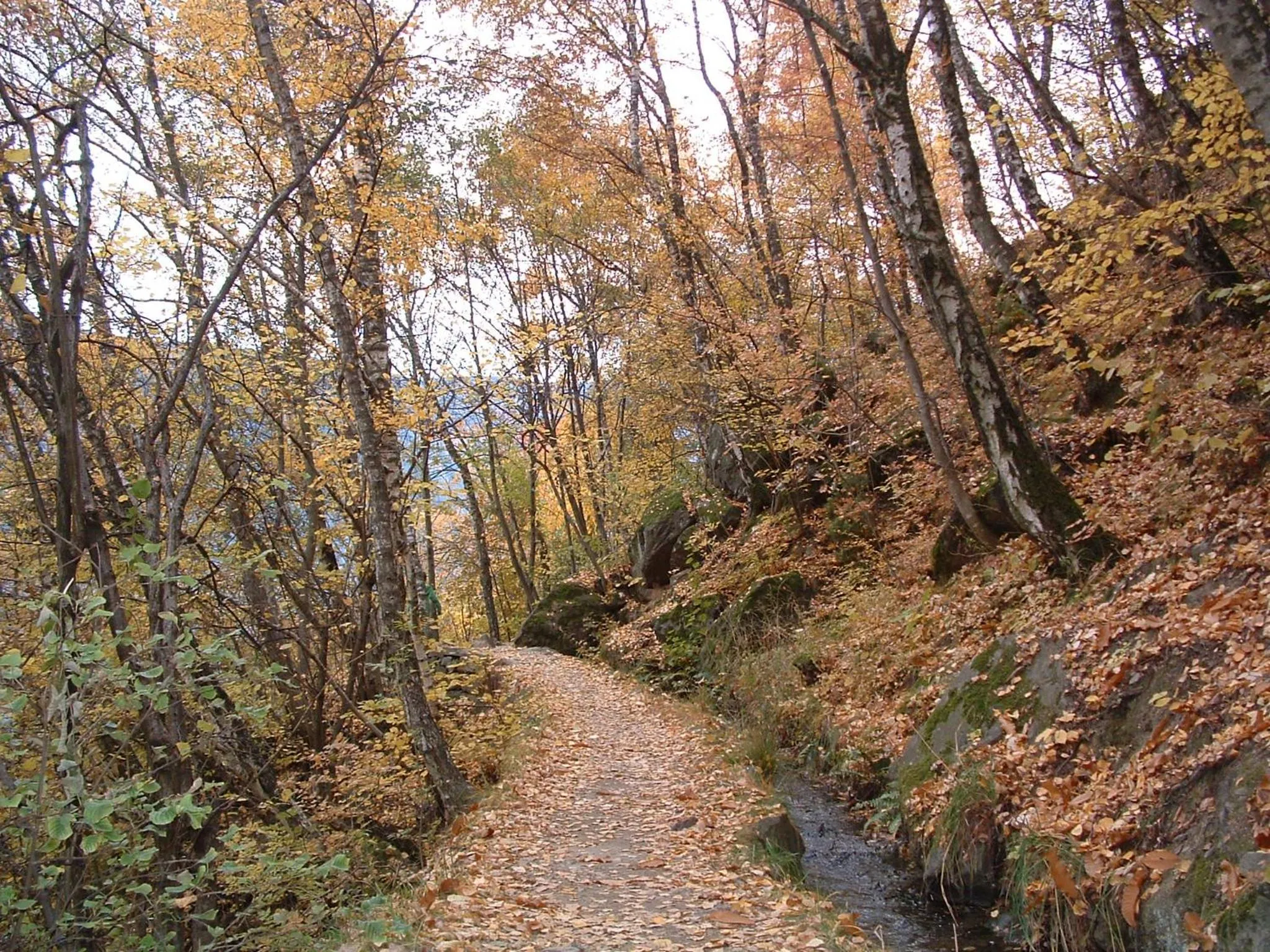Natural landscape in Appartements Lenzenhof