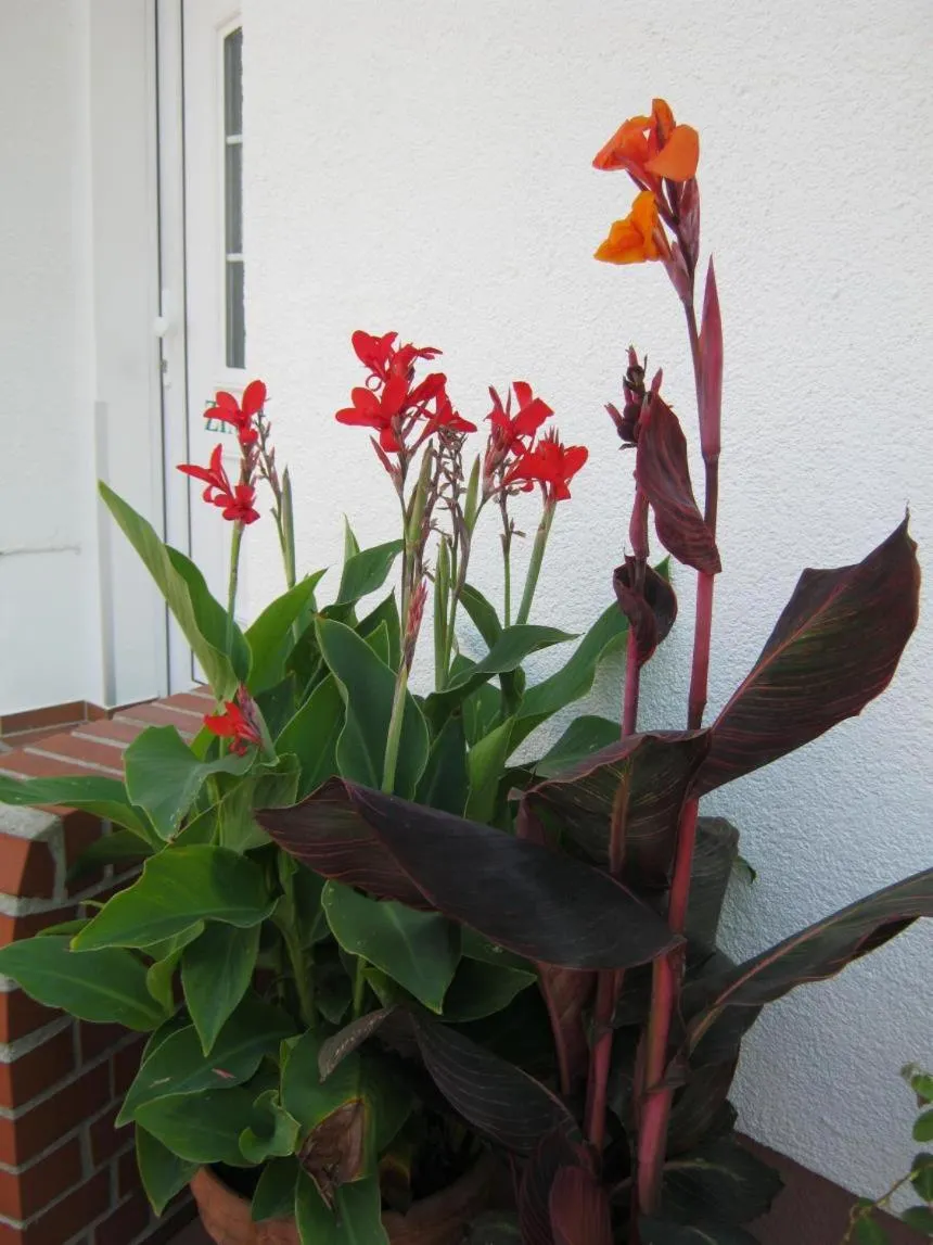 Garden in Hotel Landhaus Nassau
