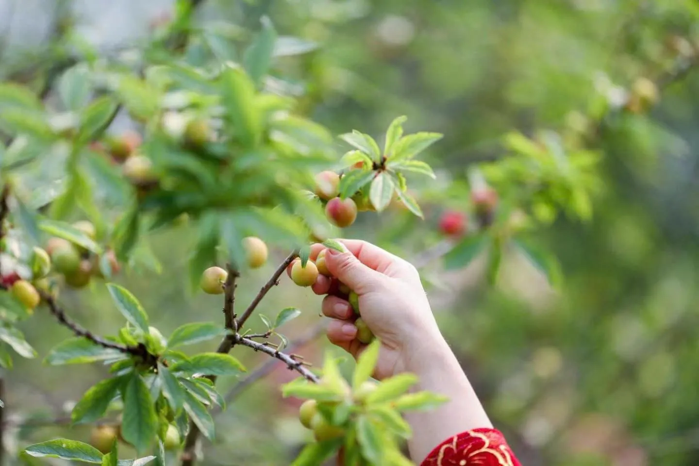 Garden in H'mong Village Resort Ha Giang