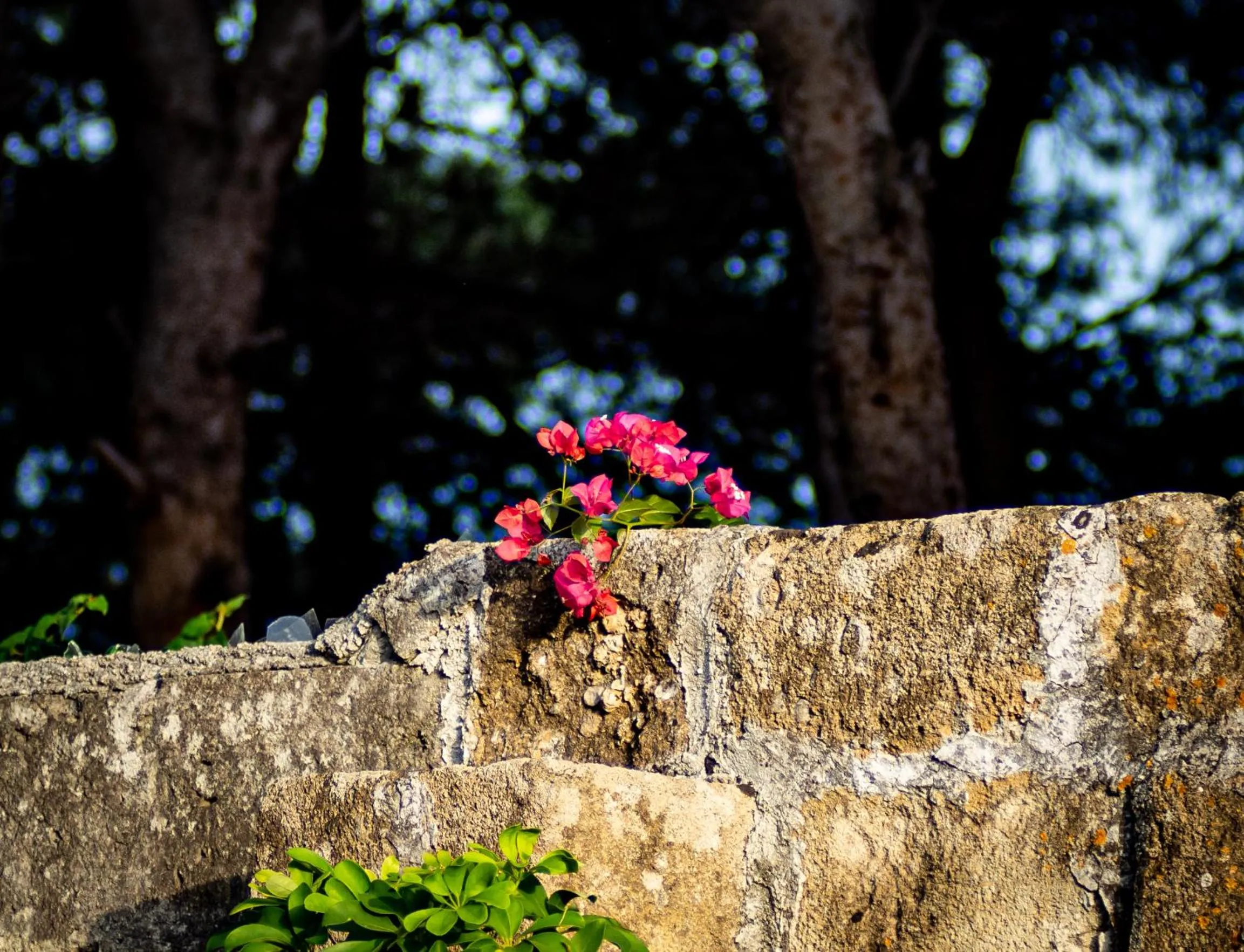 Garden in Antica Casina B&B di Charme