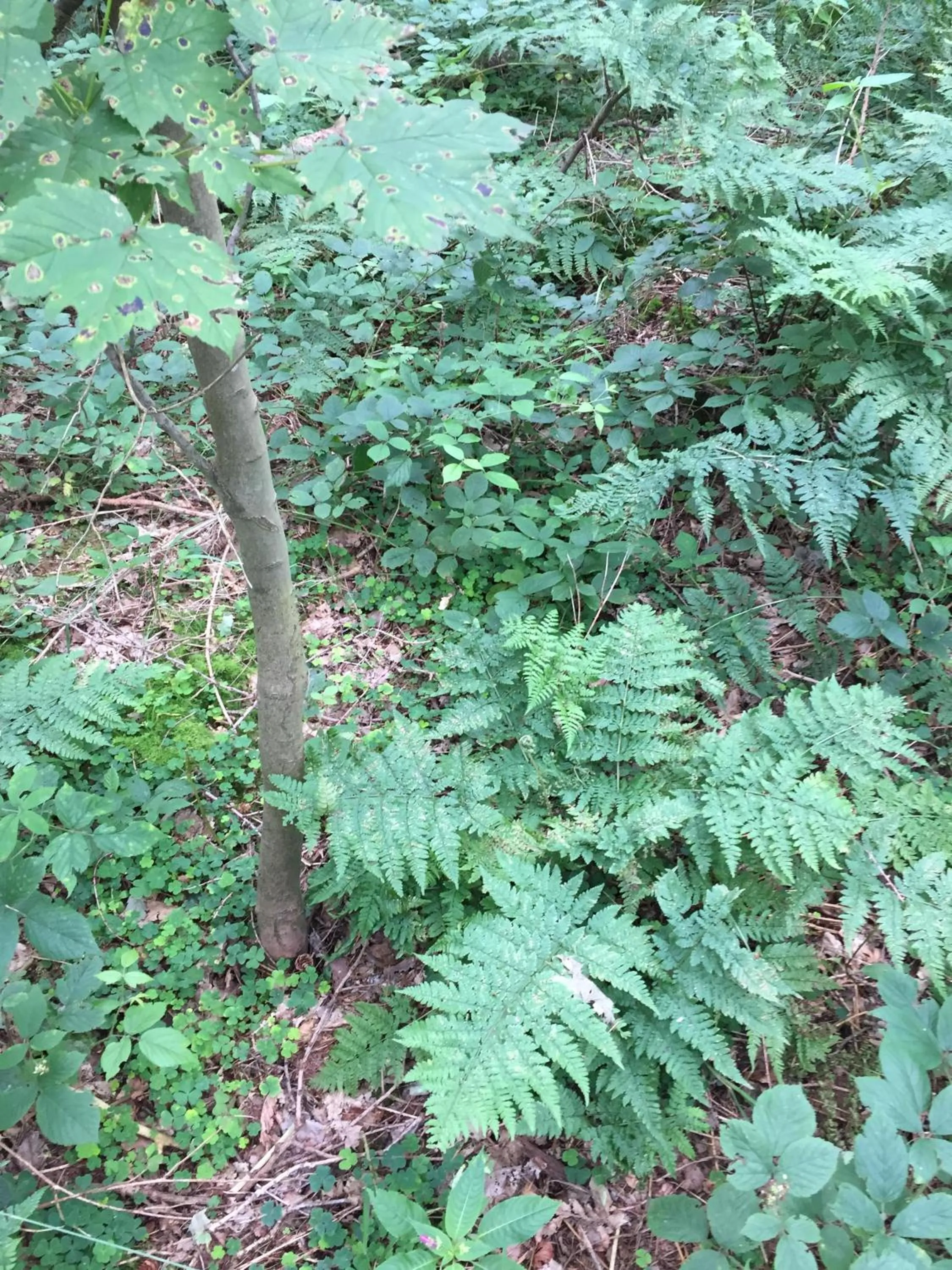 Natural landscape in Twizell Lane