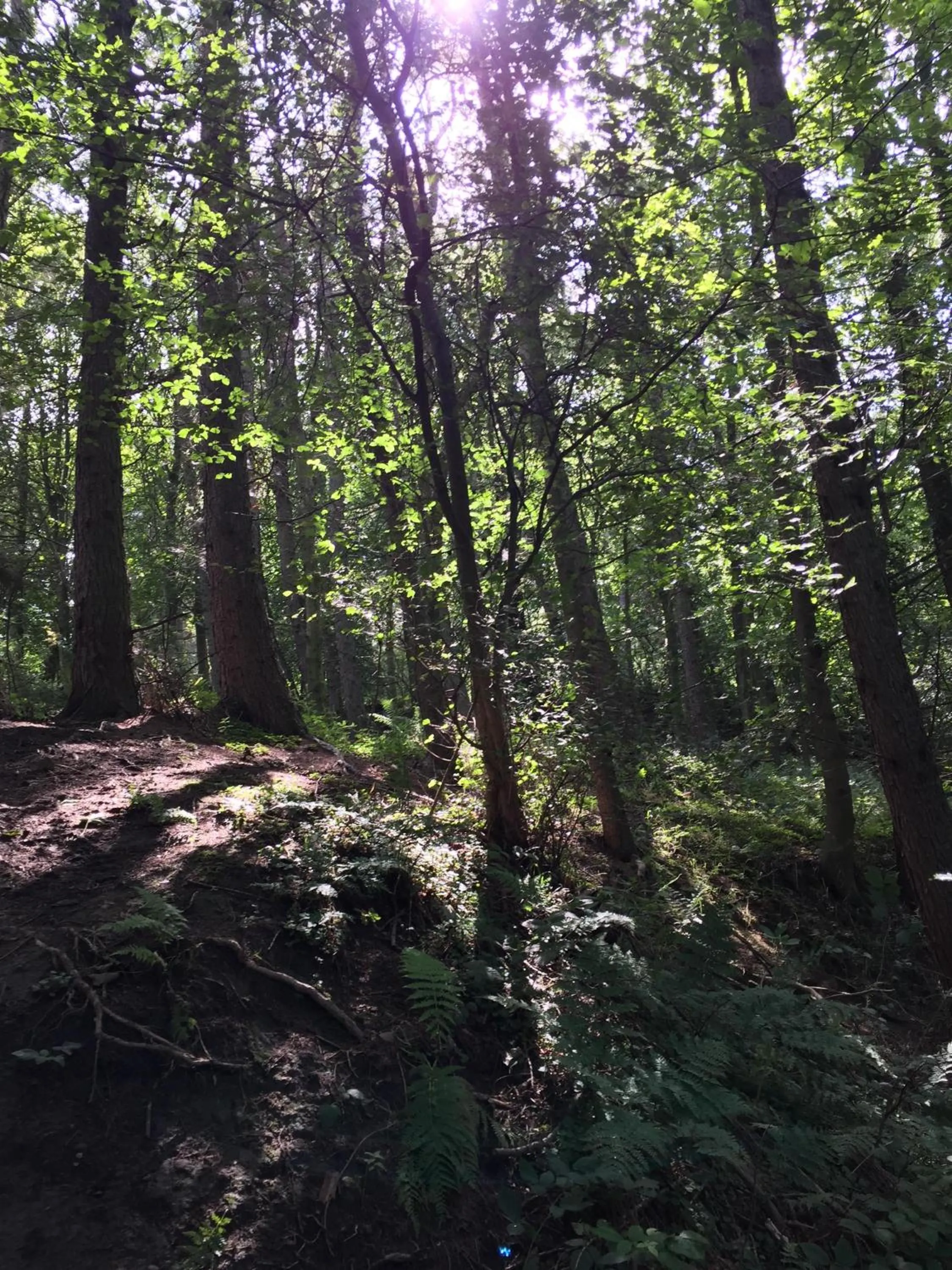 Natural landscape in Twizell Lane