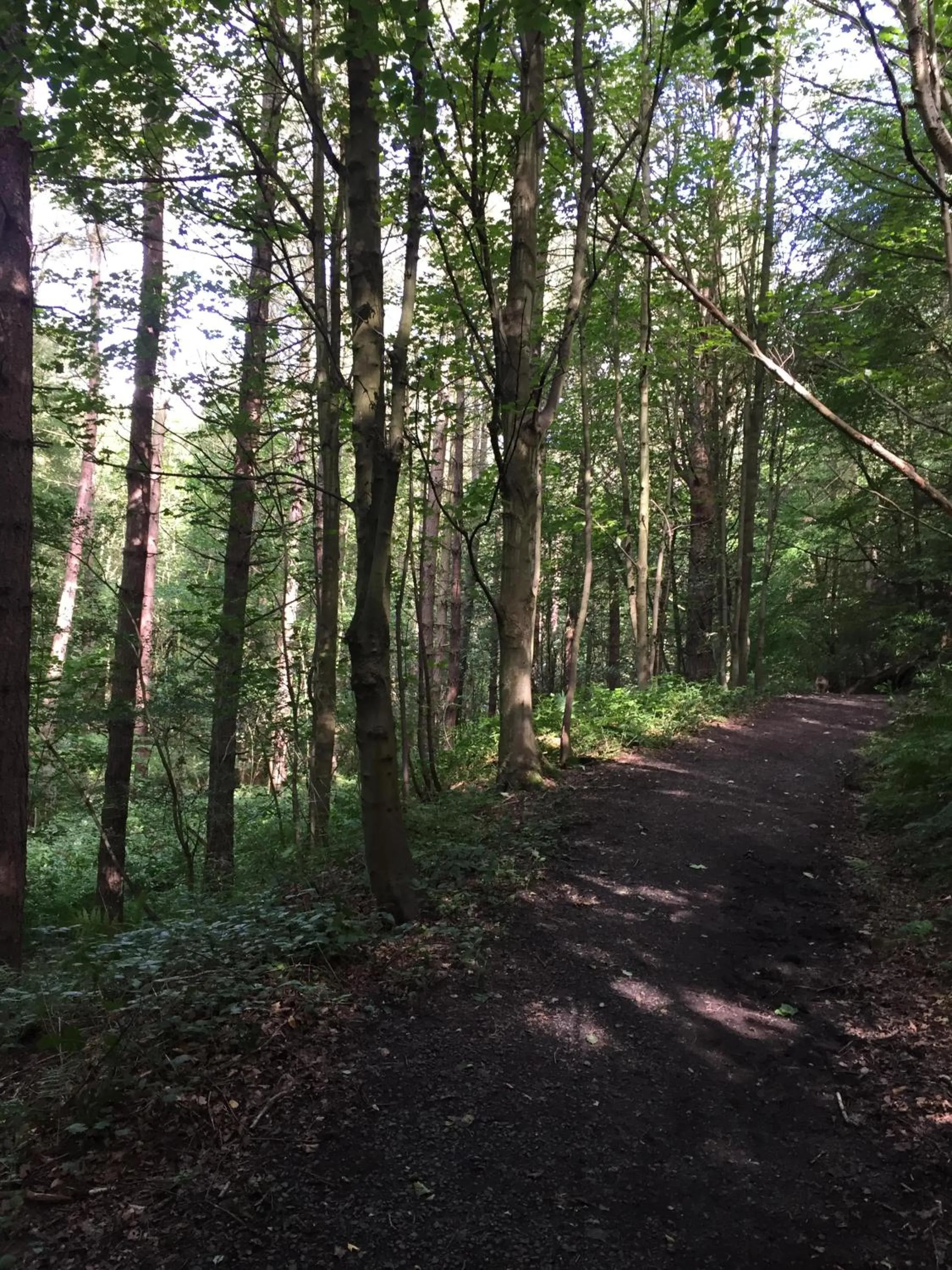 Natural landscape in Twizell Lane