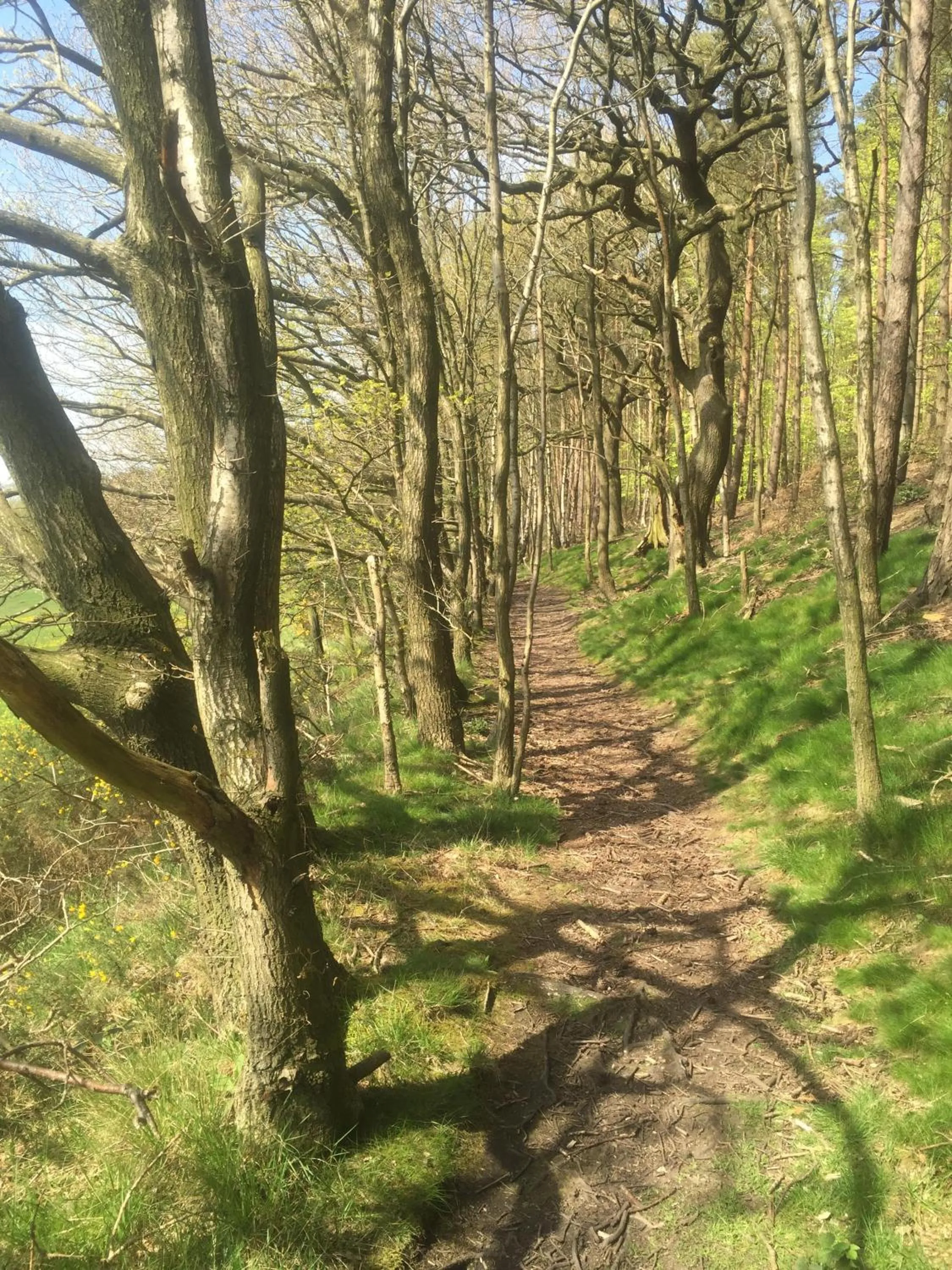 Natural landscape in Twizell Lane