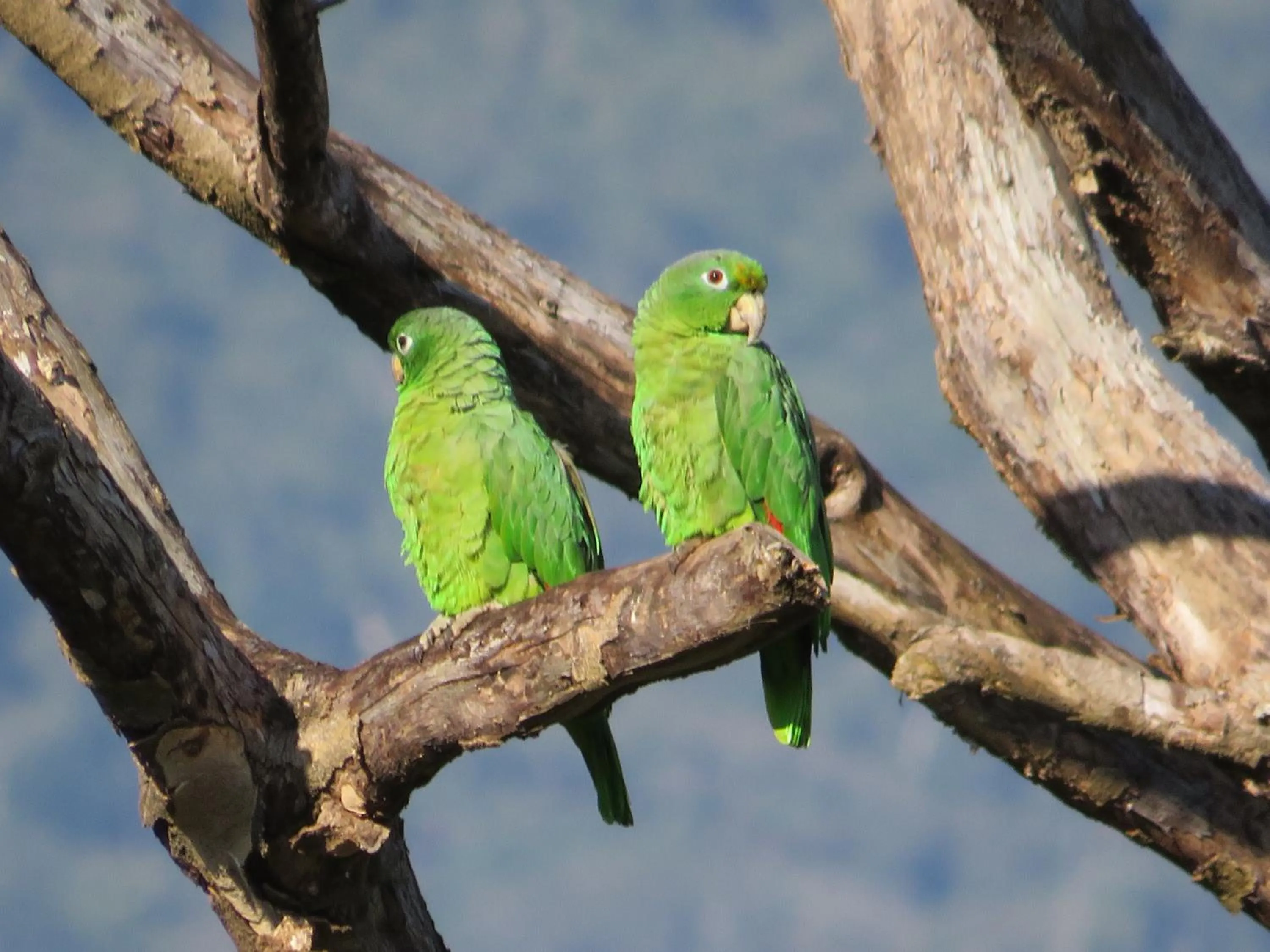 Natural landscape in Ilha flat Hotel Suíte Swaenen II