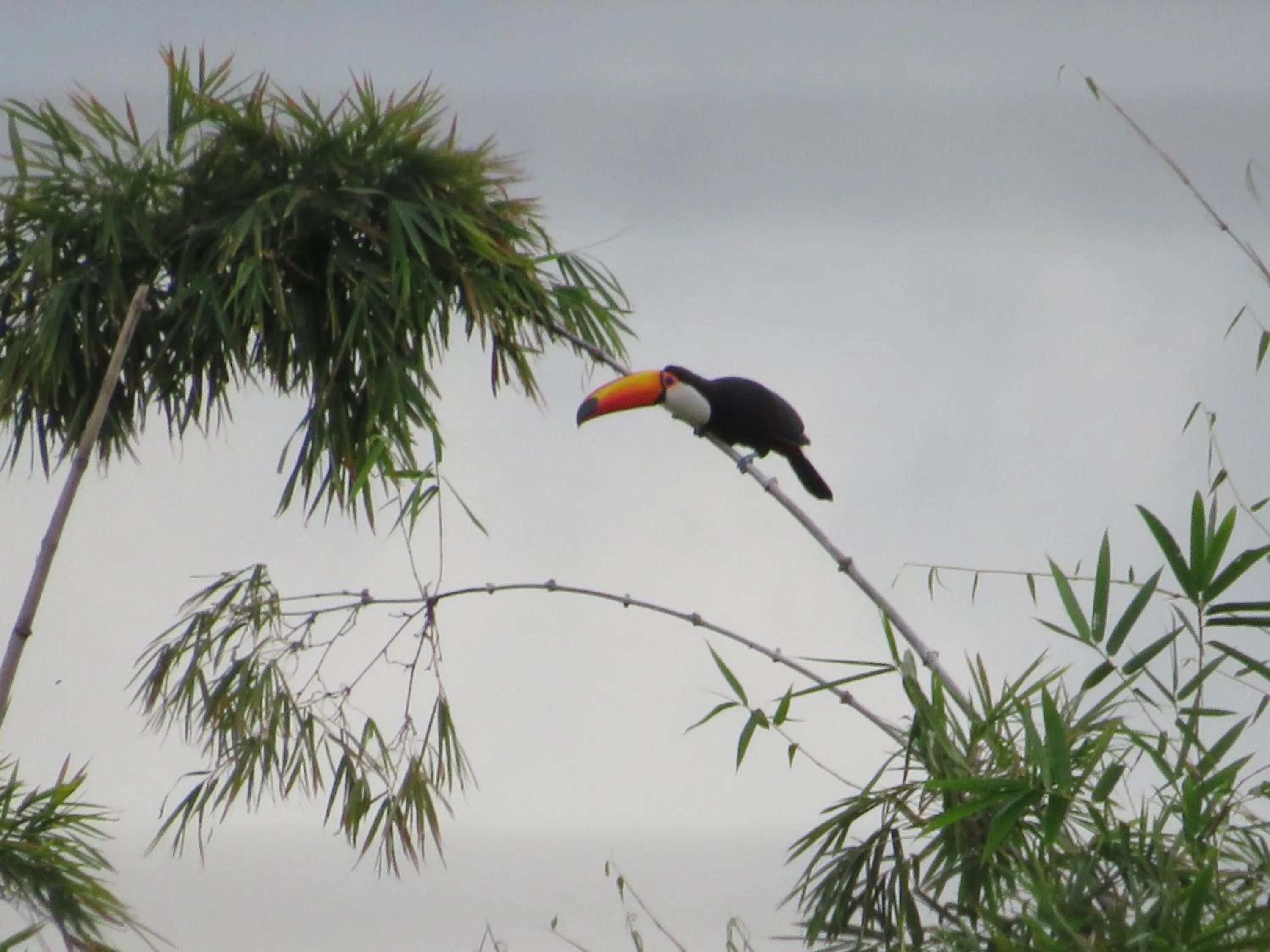 Off site in Ilha flat Hotel Suíte Swaenen II