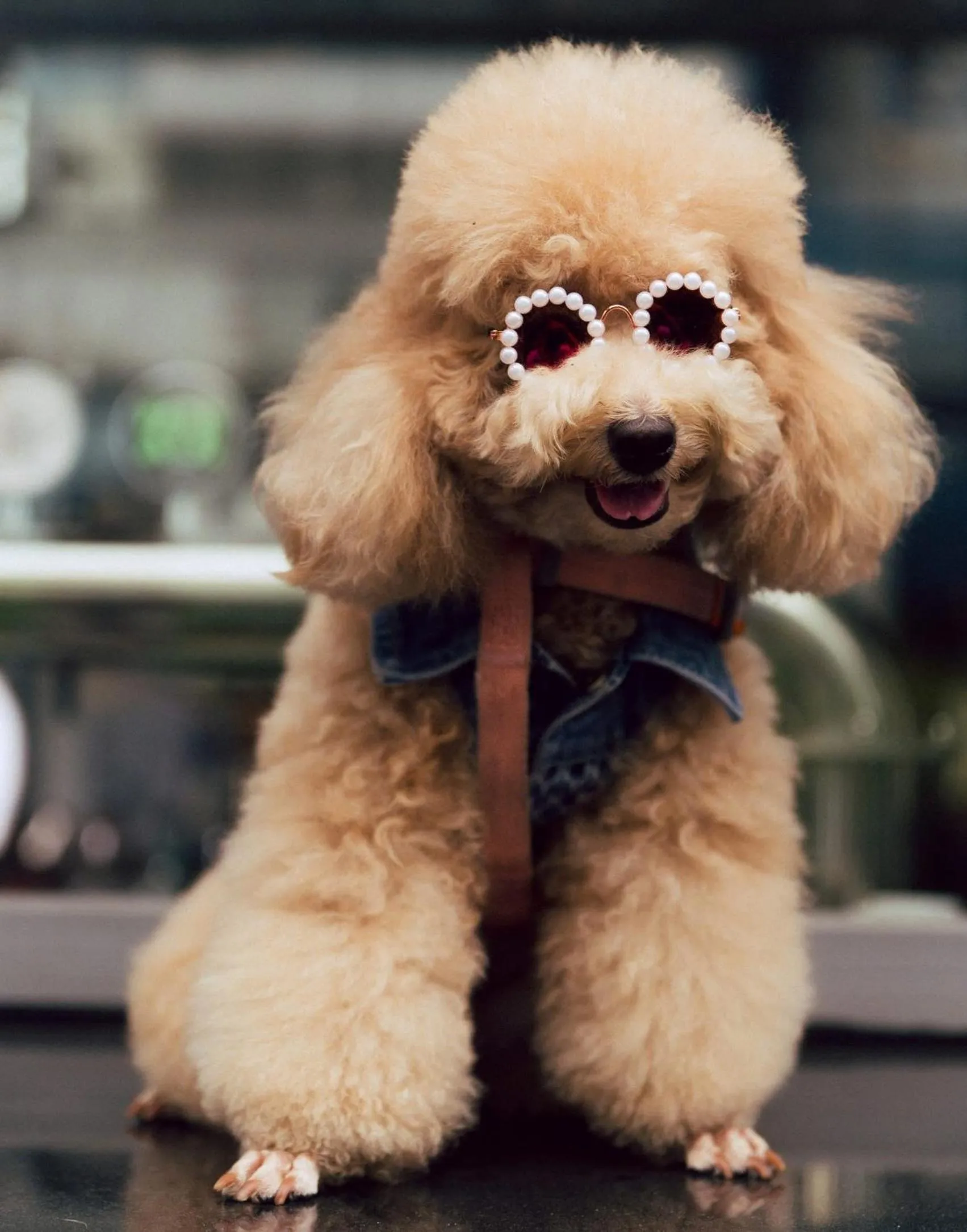 Pets in Wink Hotel Saigon Centre - 24hrs Stay