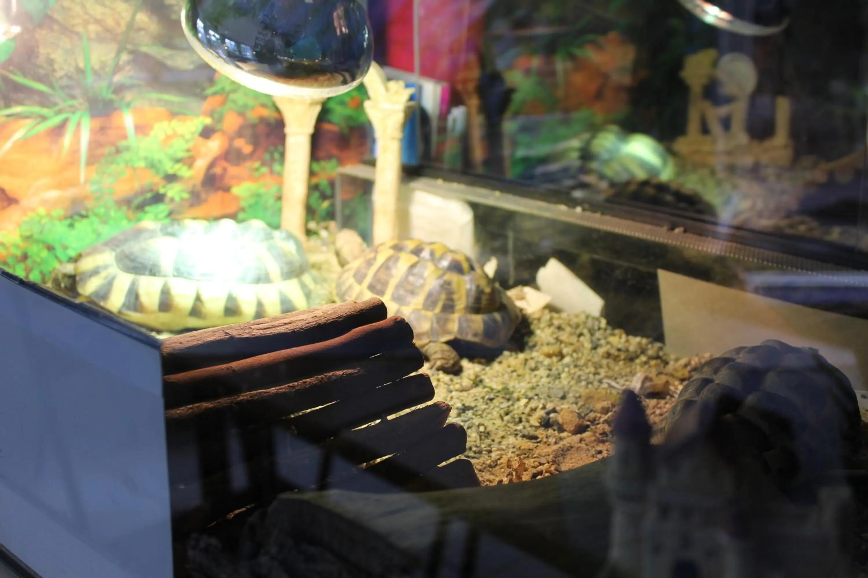 Animals in Hotel Chassalla