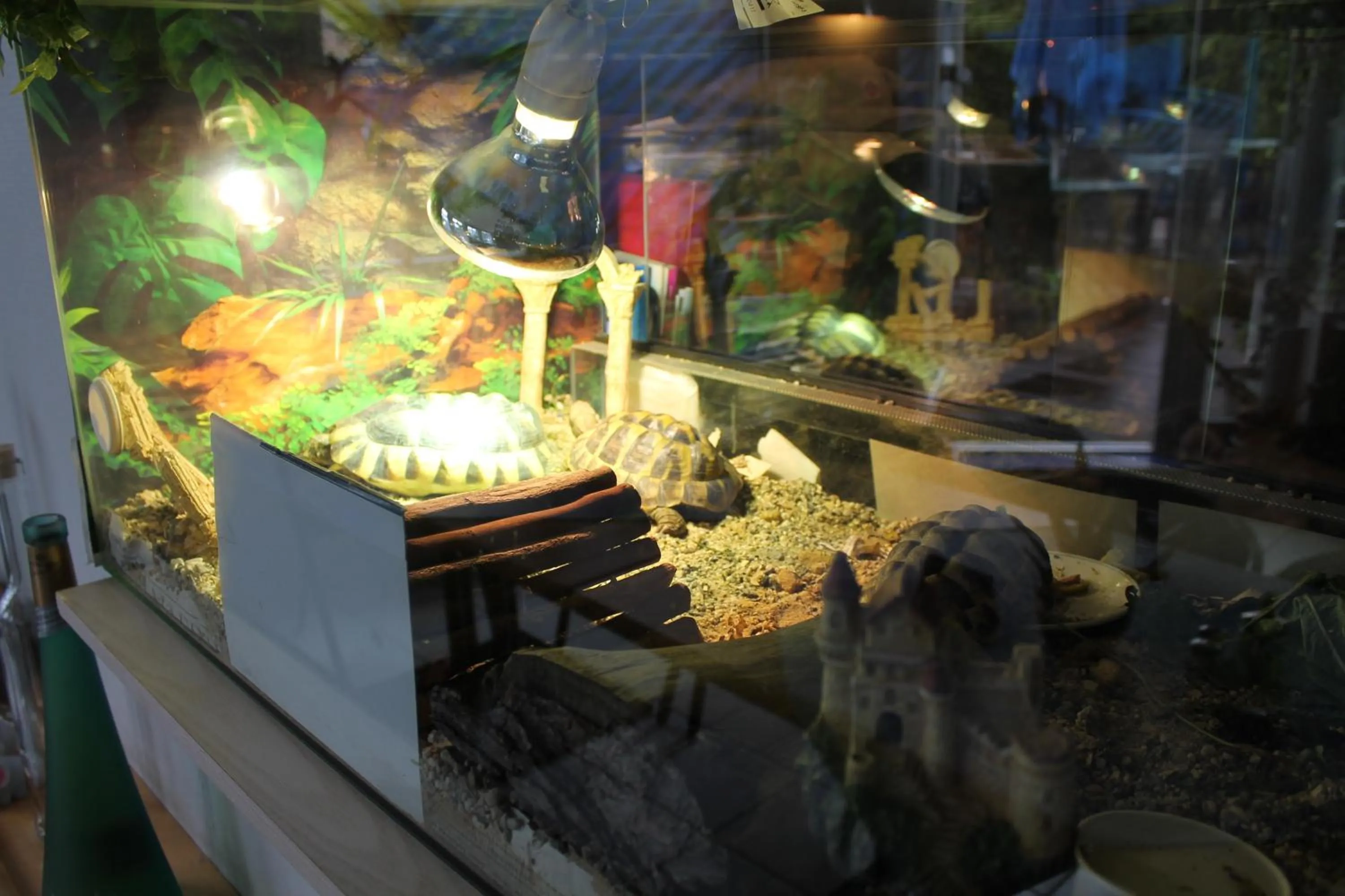 Animals in Hotel Chassalla