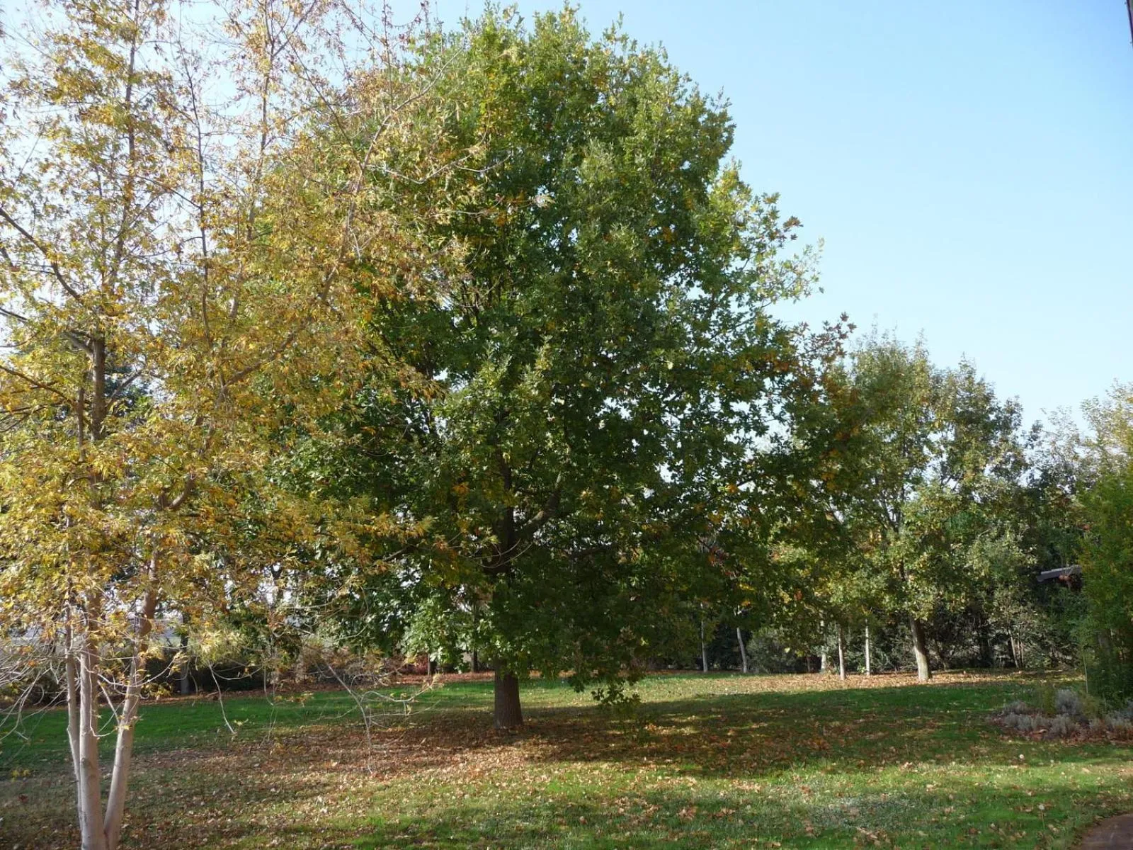 Garden view in Casa Flosa Room & Breakfast