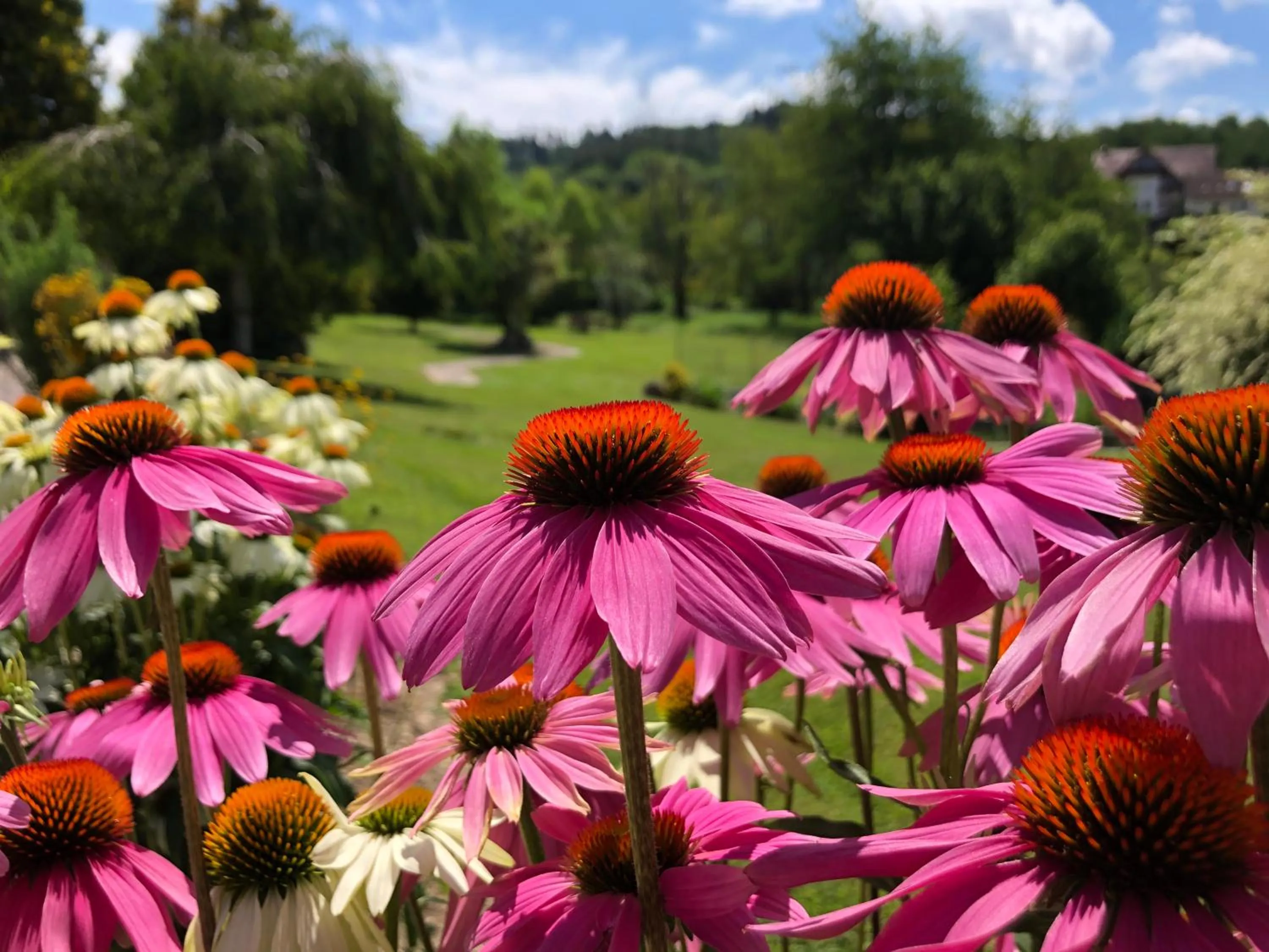 Garden in Hotel-Gasthof Rose