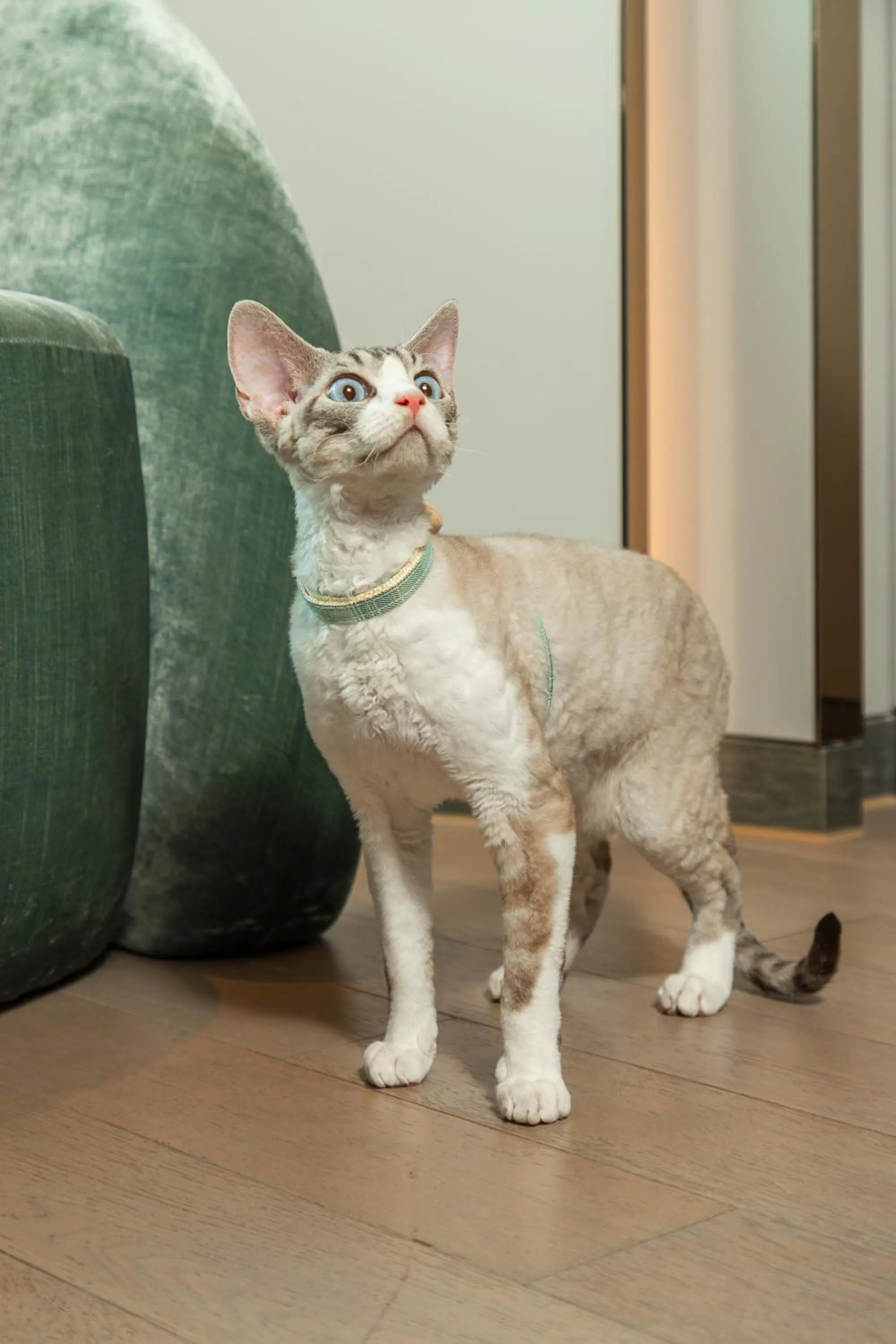 Animals in W Chengdu