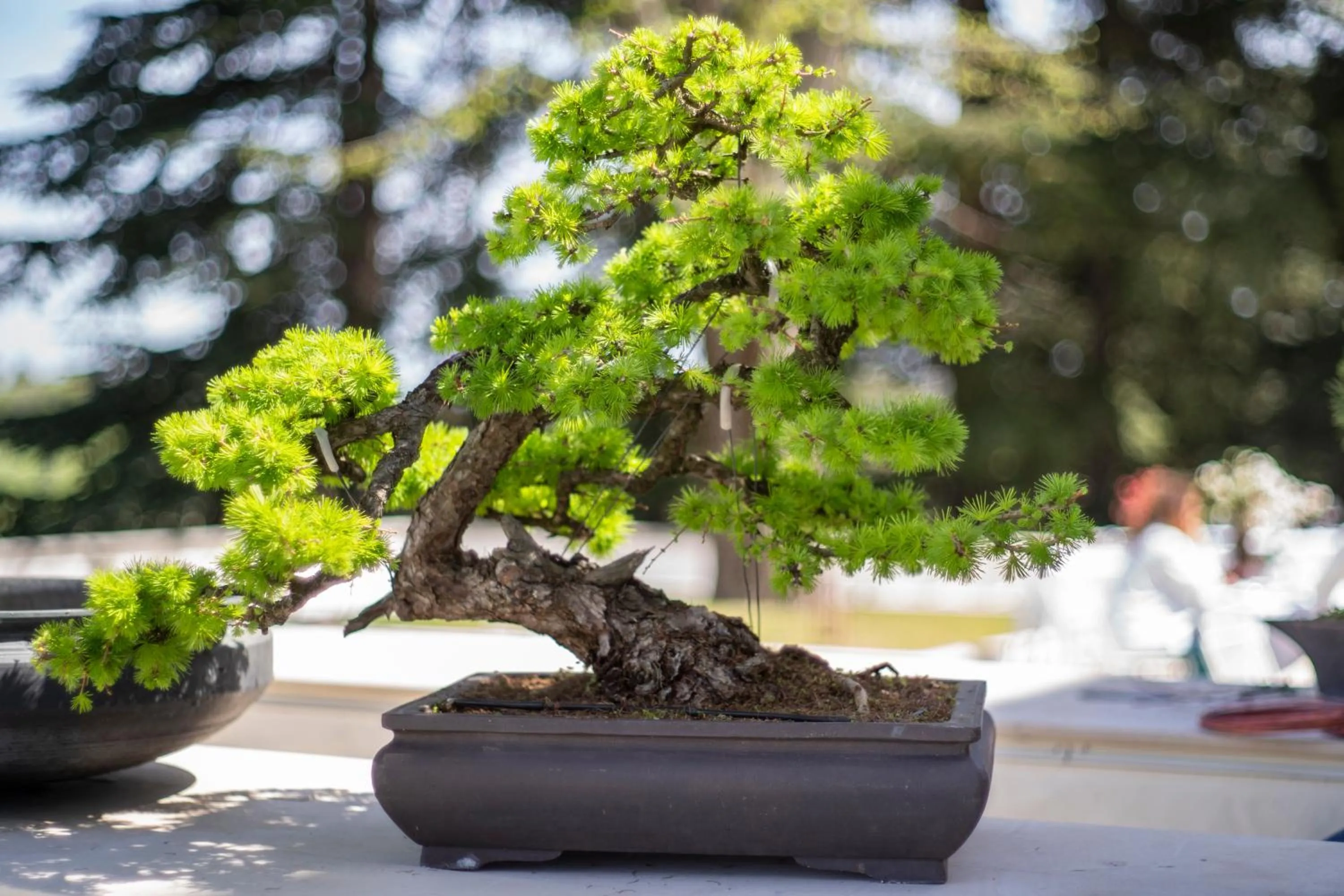 Garden in Boutique Hotel Villa Monty Banks