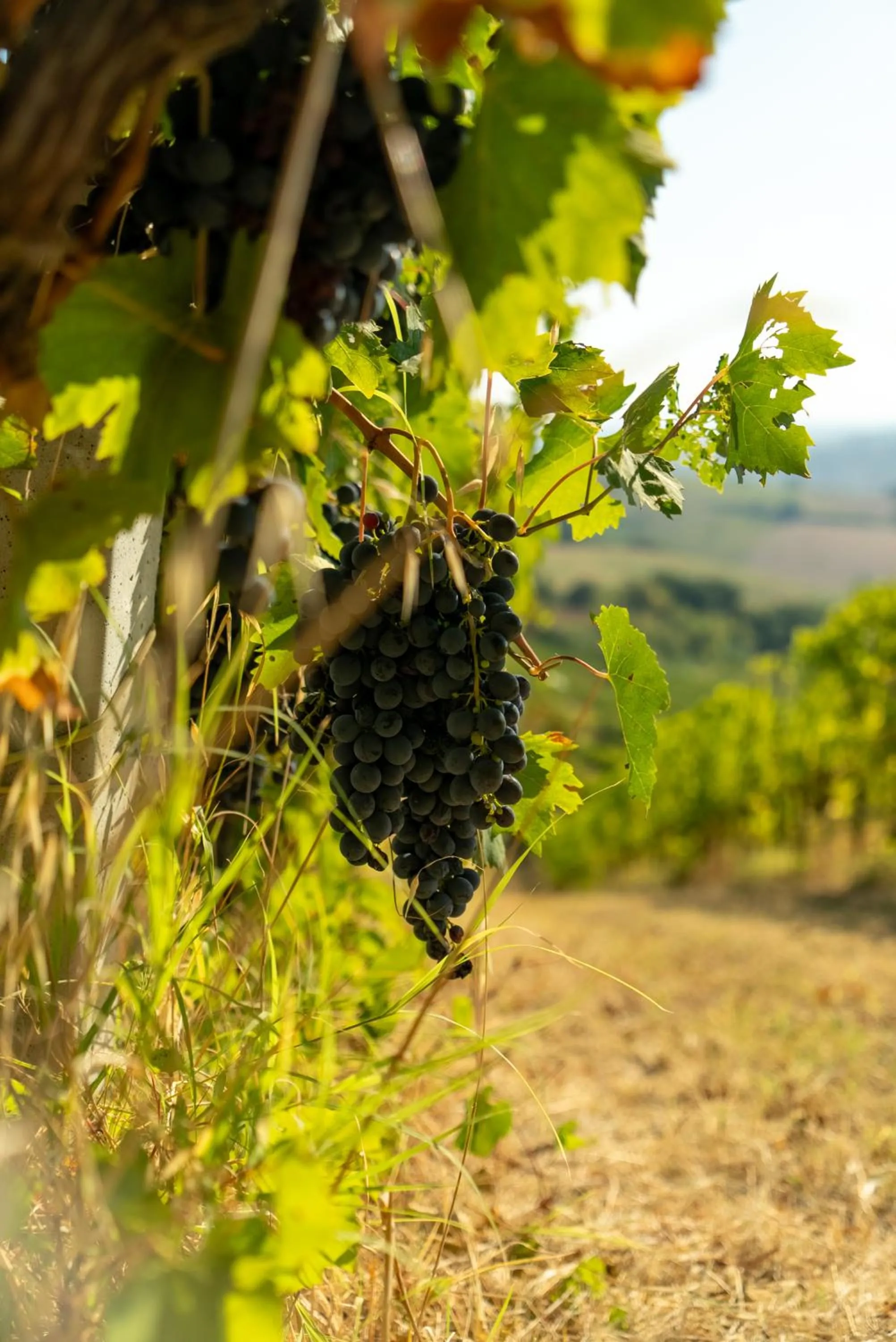 Natural landscape in Boutique Hotel Villa Monty Banks
