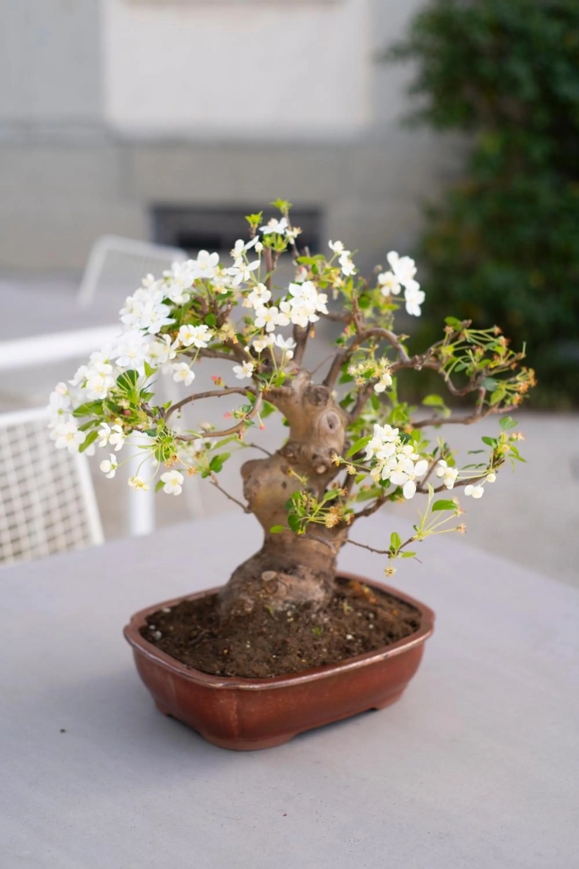 Property building in Boutique Hotel Villa Monty Banks