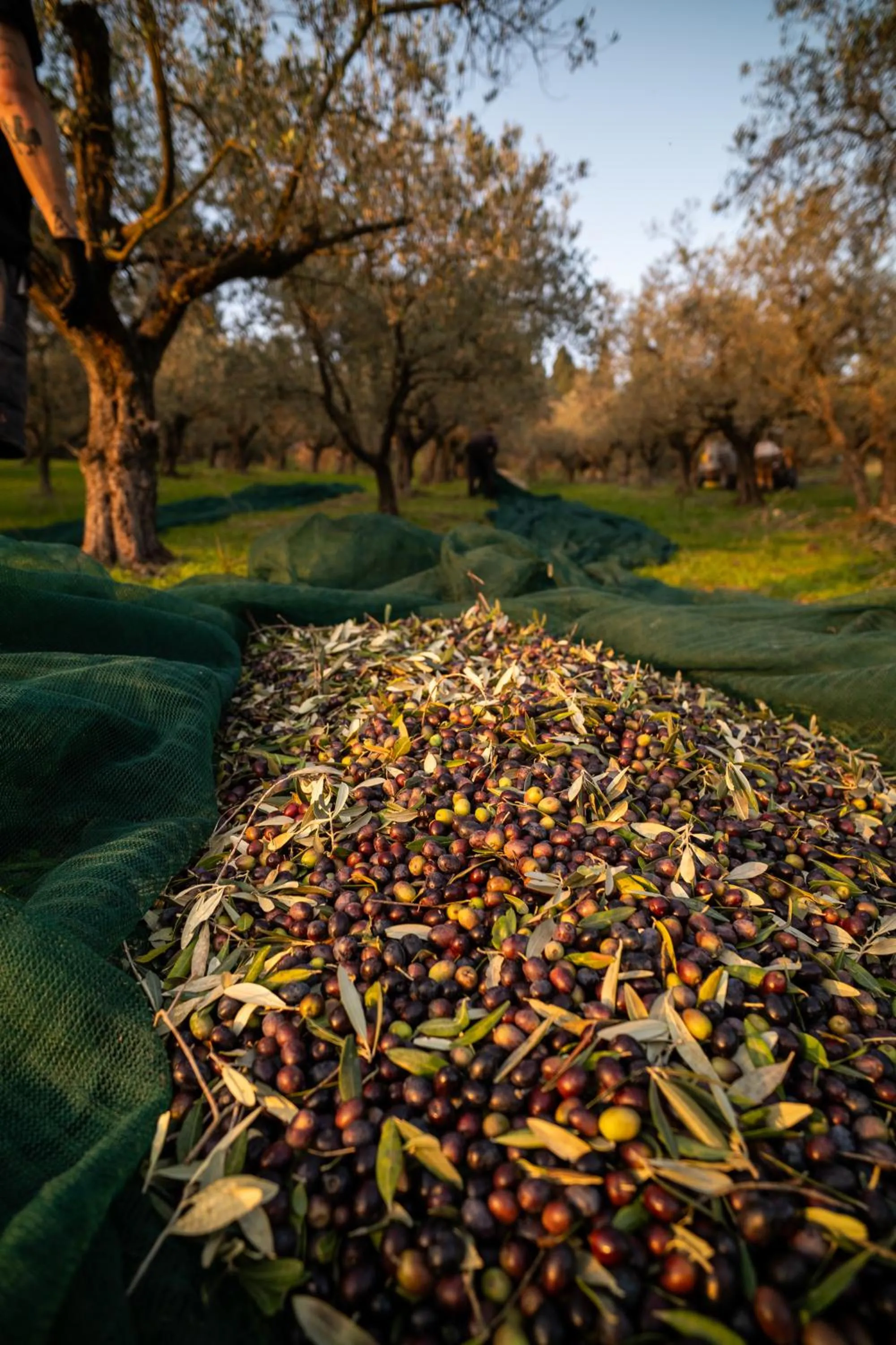 Natural landscape in Boutique Hotel Villa Monty Banks