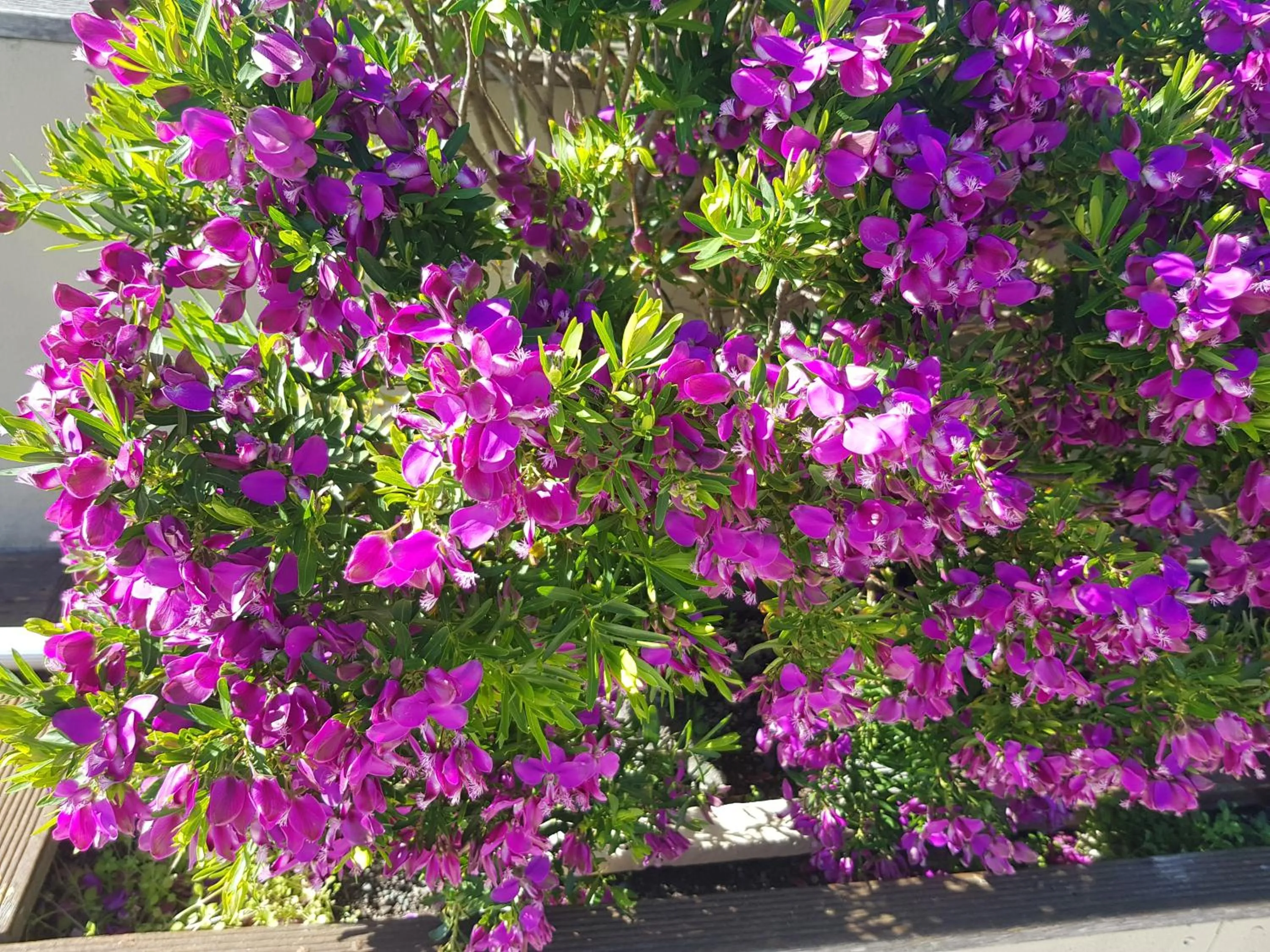 Spring in Mountainview Villa