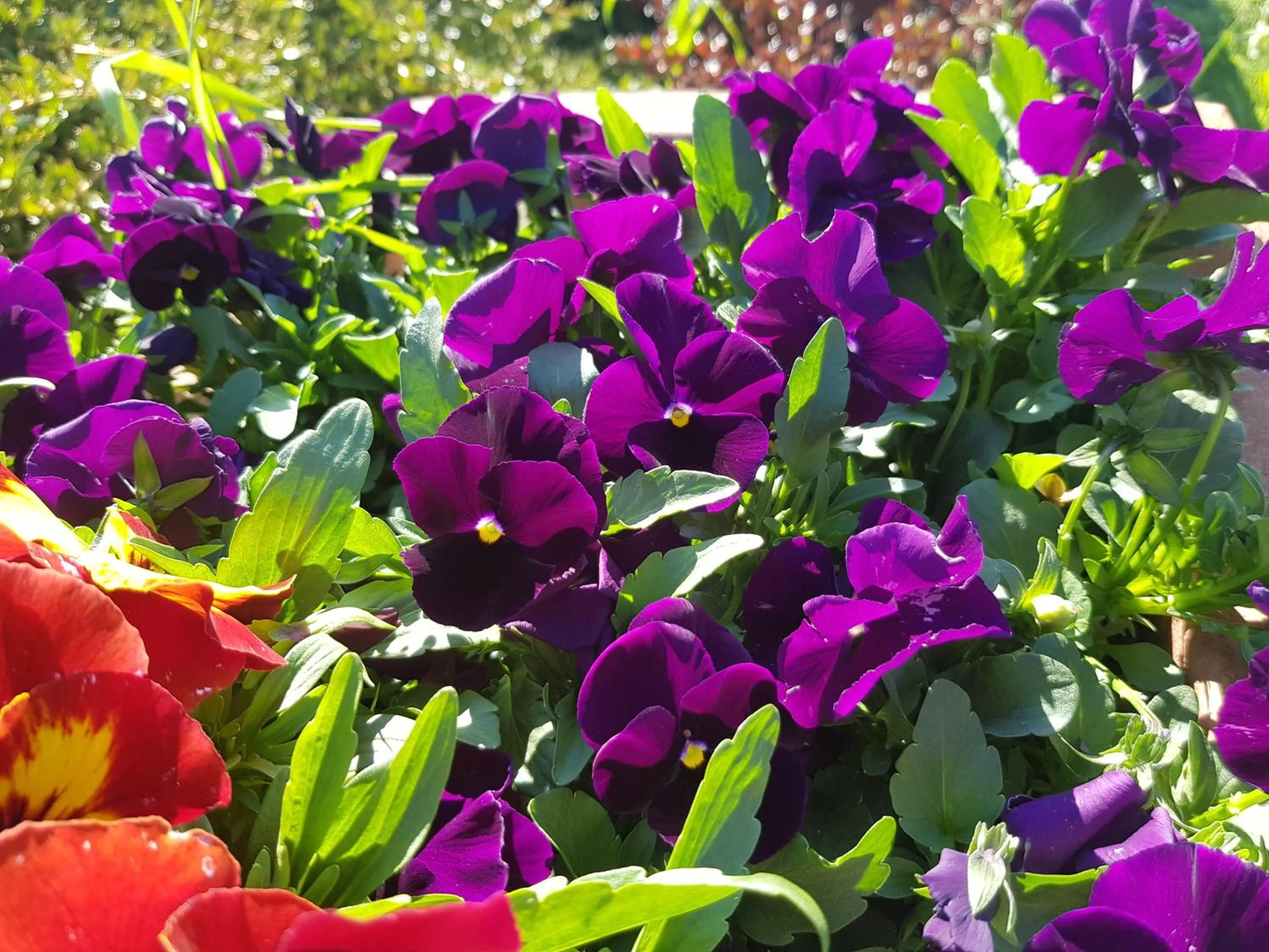 Garden in Mountainview Villa