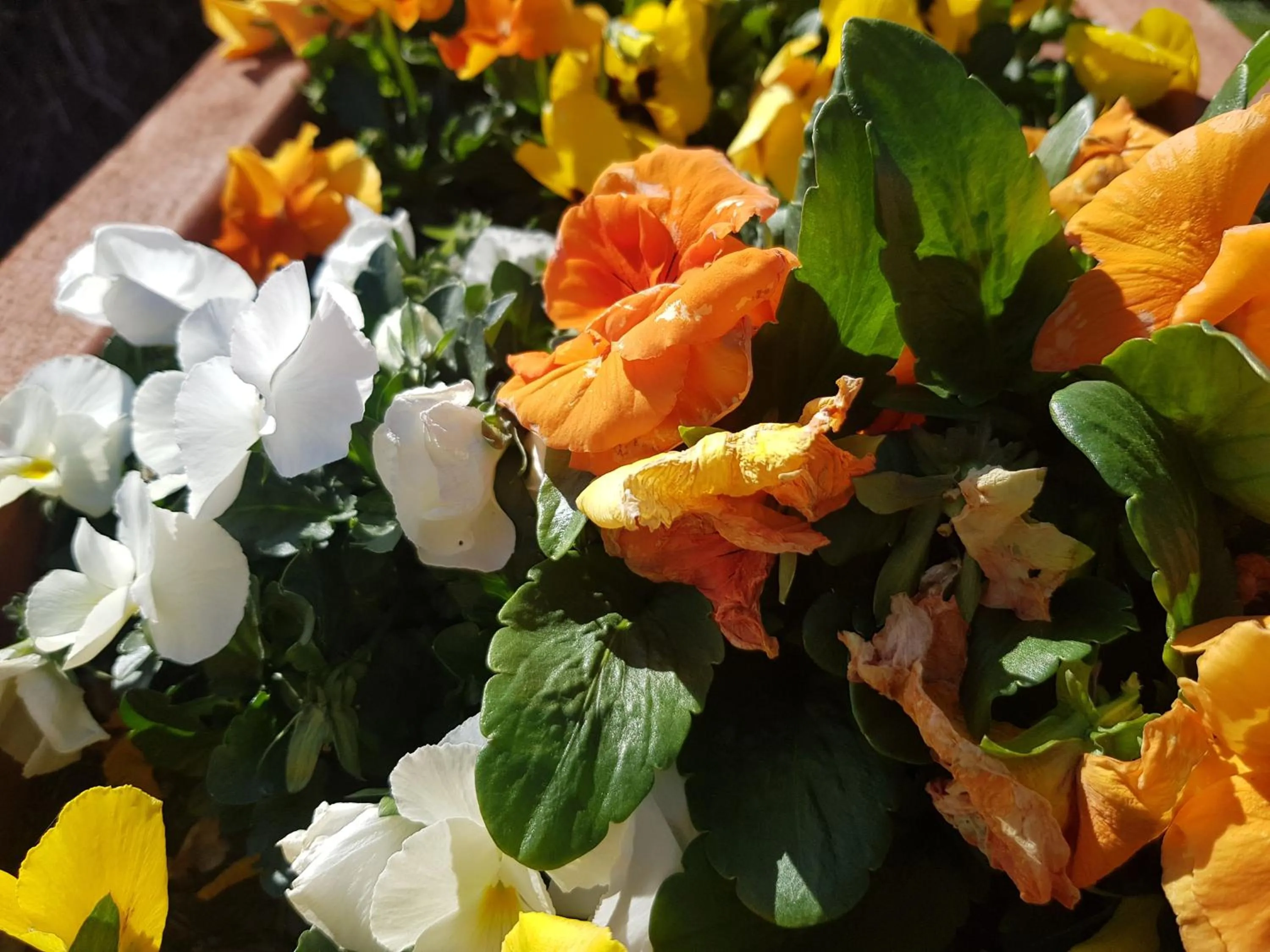 Spring in Mountainview Villa