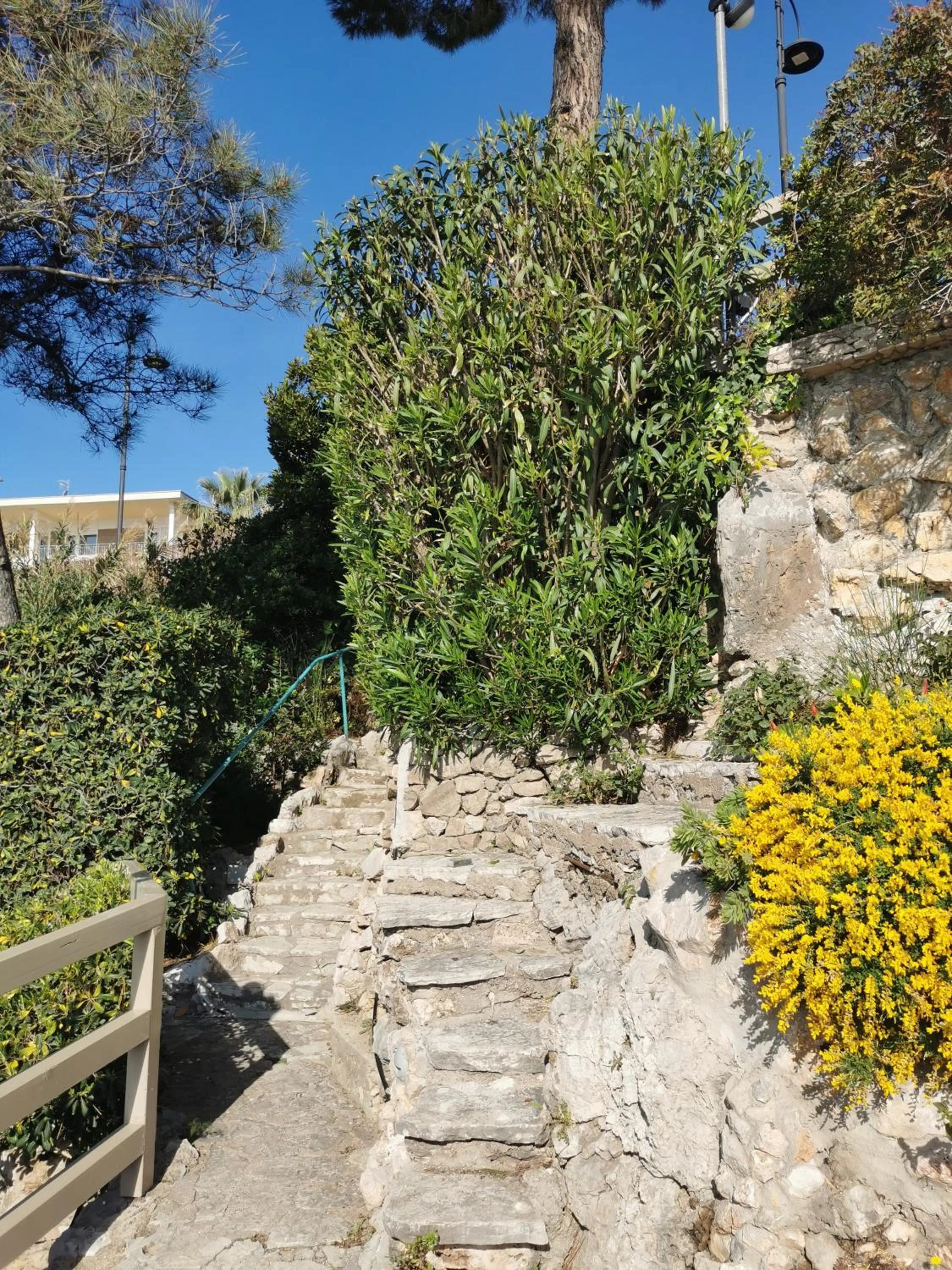 Chiaror di Mare