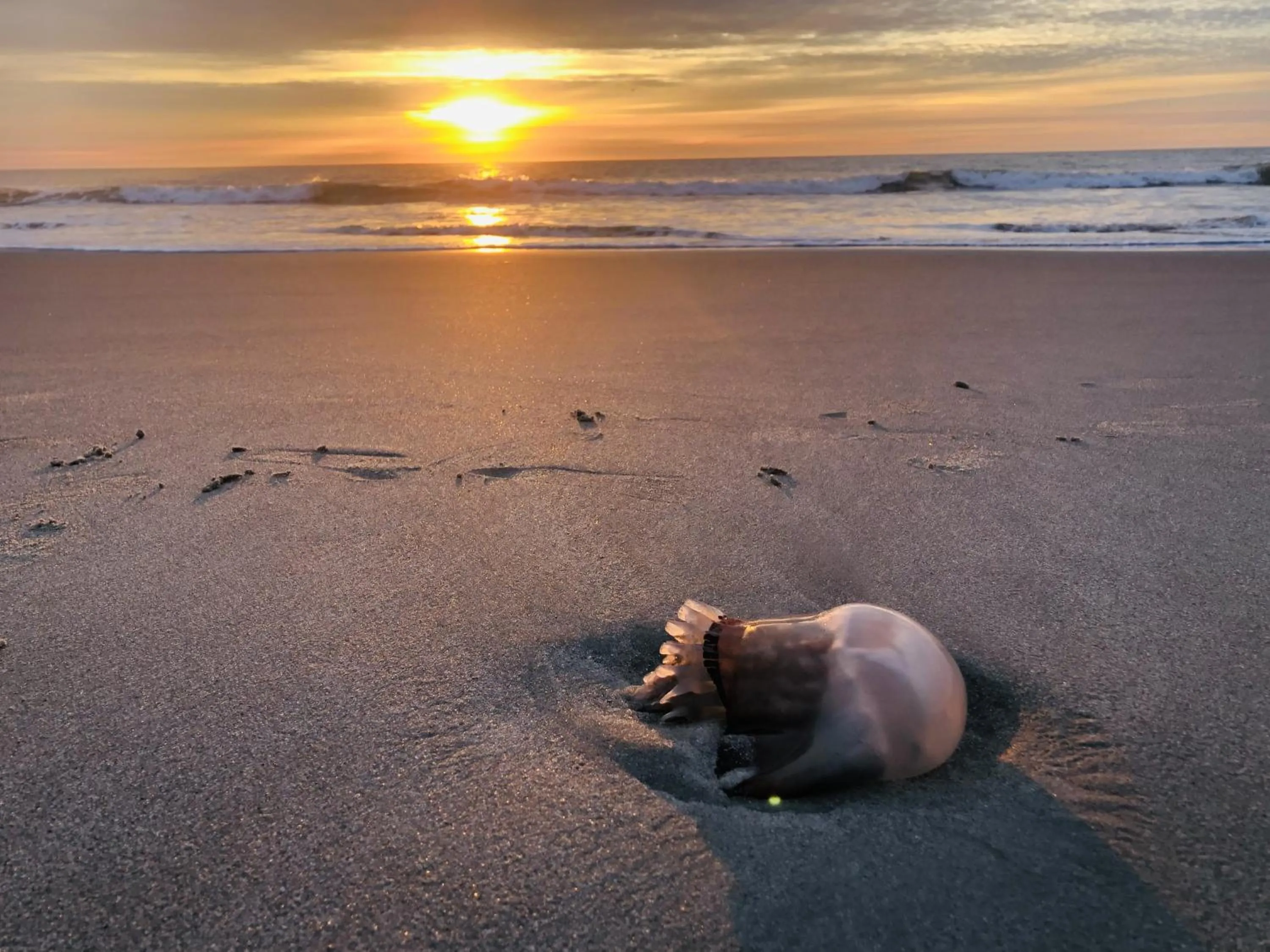 Natural landscape in Luxury 2 bedroom 2 bathroom Ocean Front Condo on the 12th floor for 8