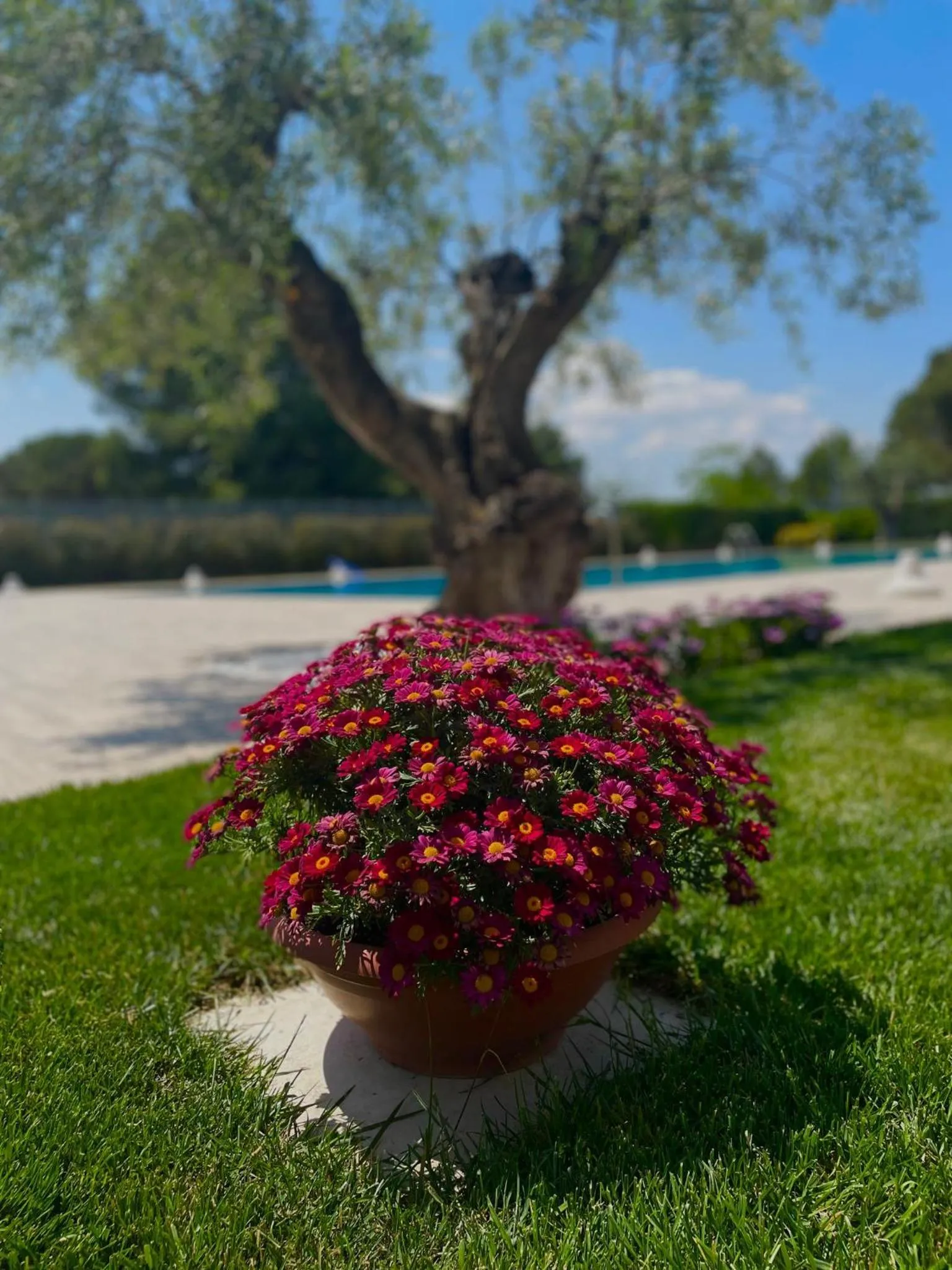 Swimming pool in SALAPIA SALIS RESORT