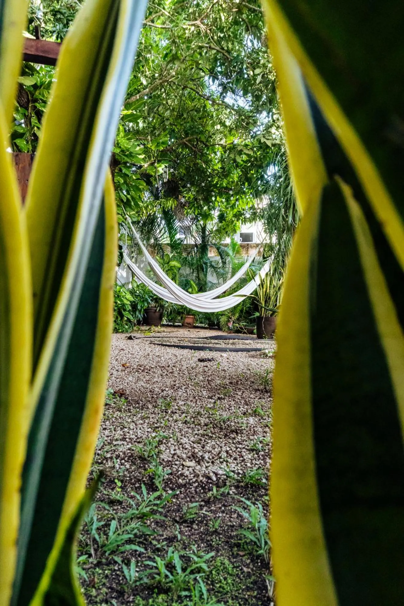 Garden view in Hotel Brisas Bacalar