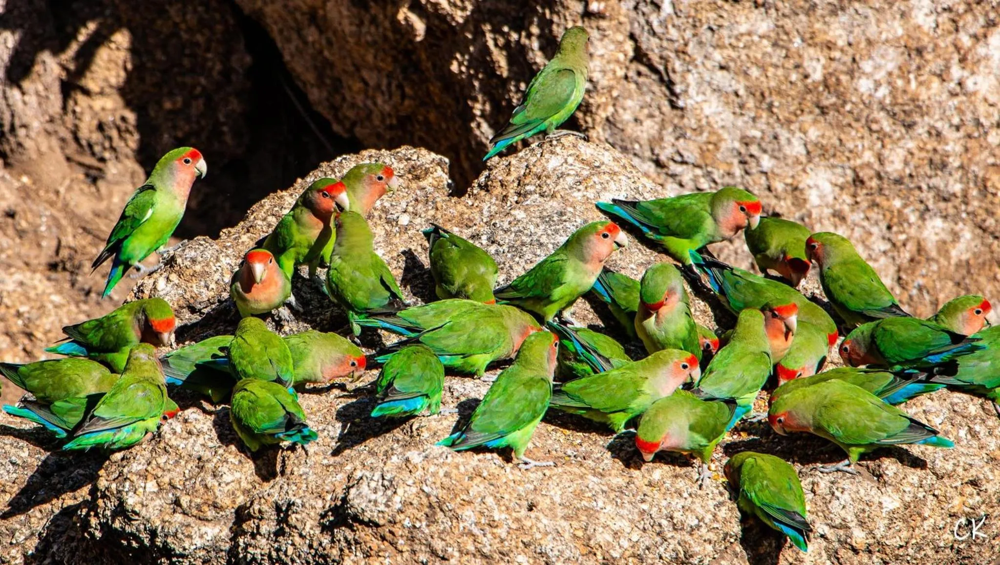 Animals in Ondudu Safari Lodge