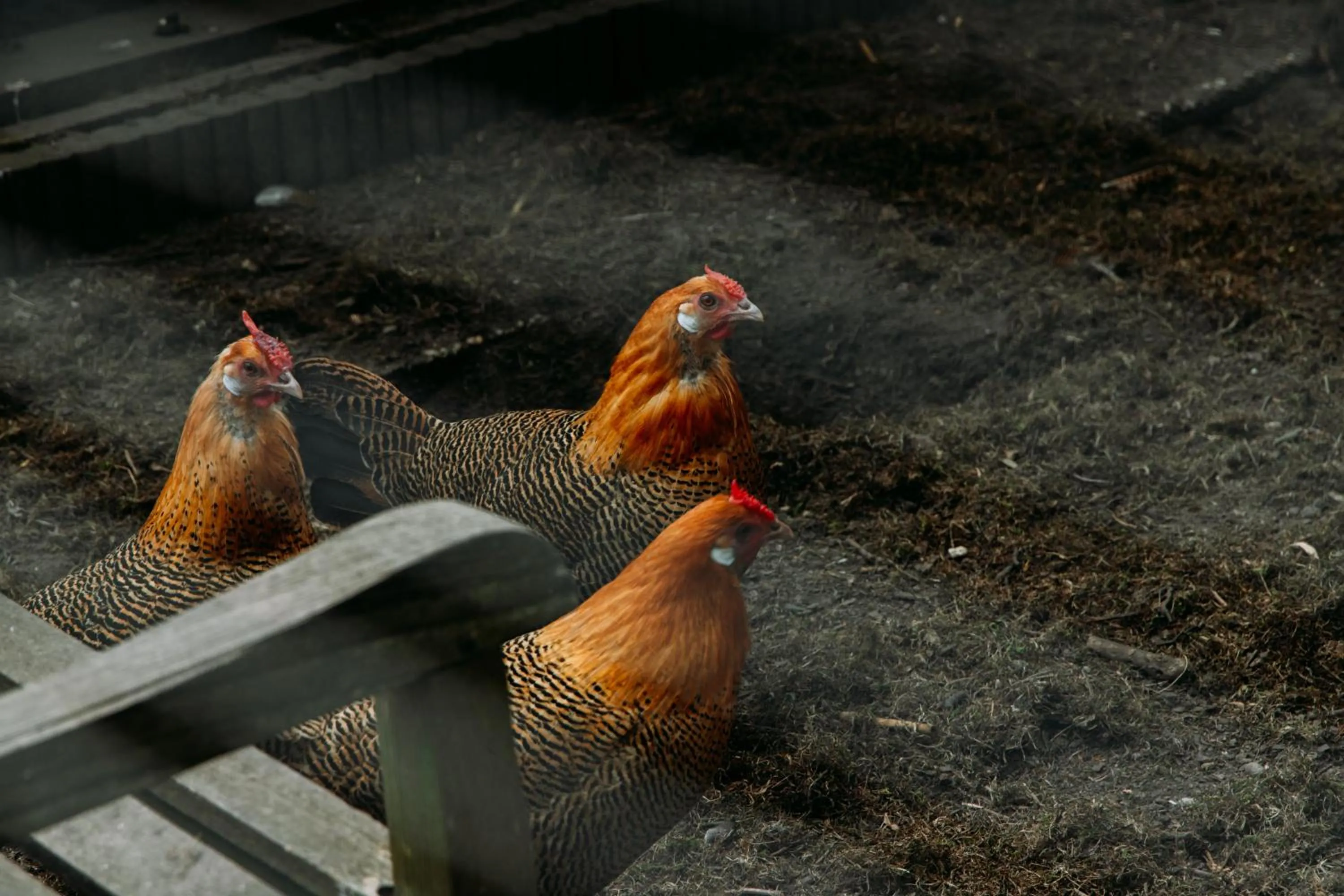 Animals in Boutique B&B Oud Aa