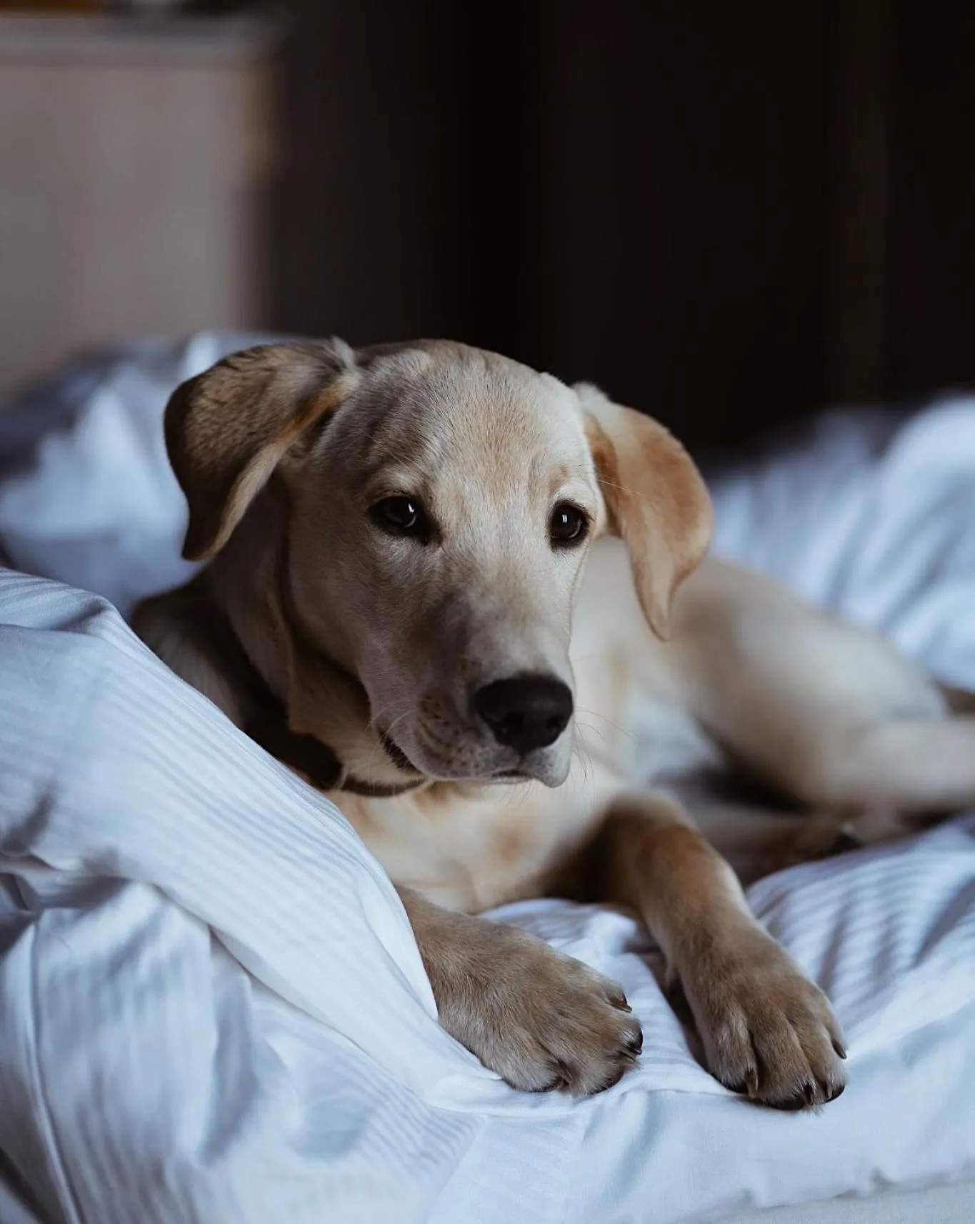 Pets in Clarion Hotel Sea U