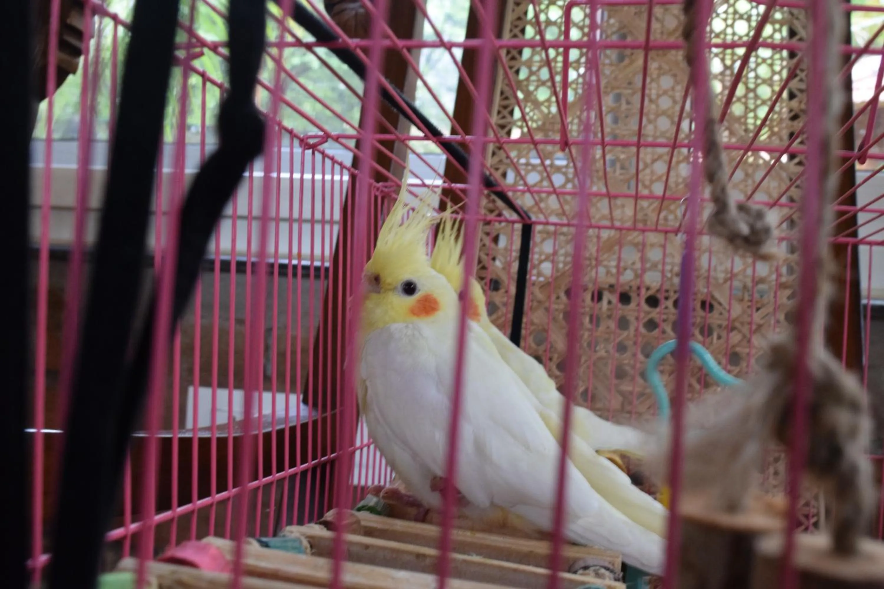 Animals in Brown Town Resort & Spa