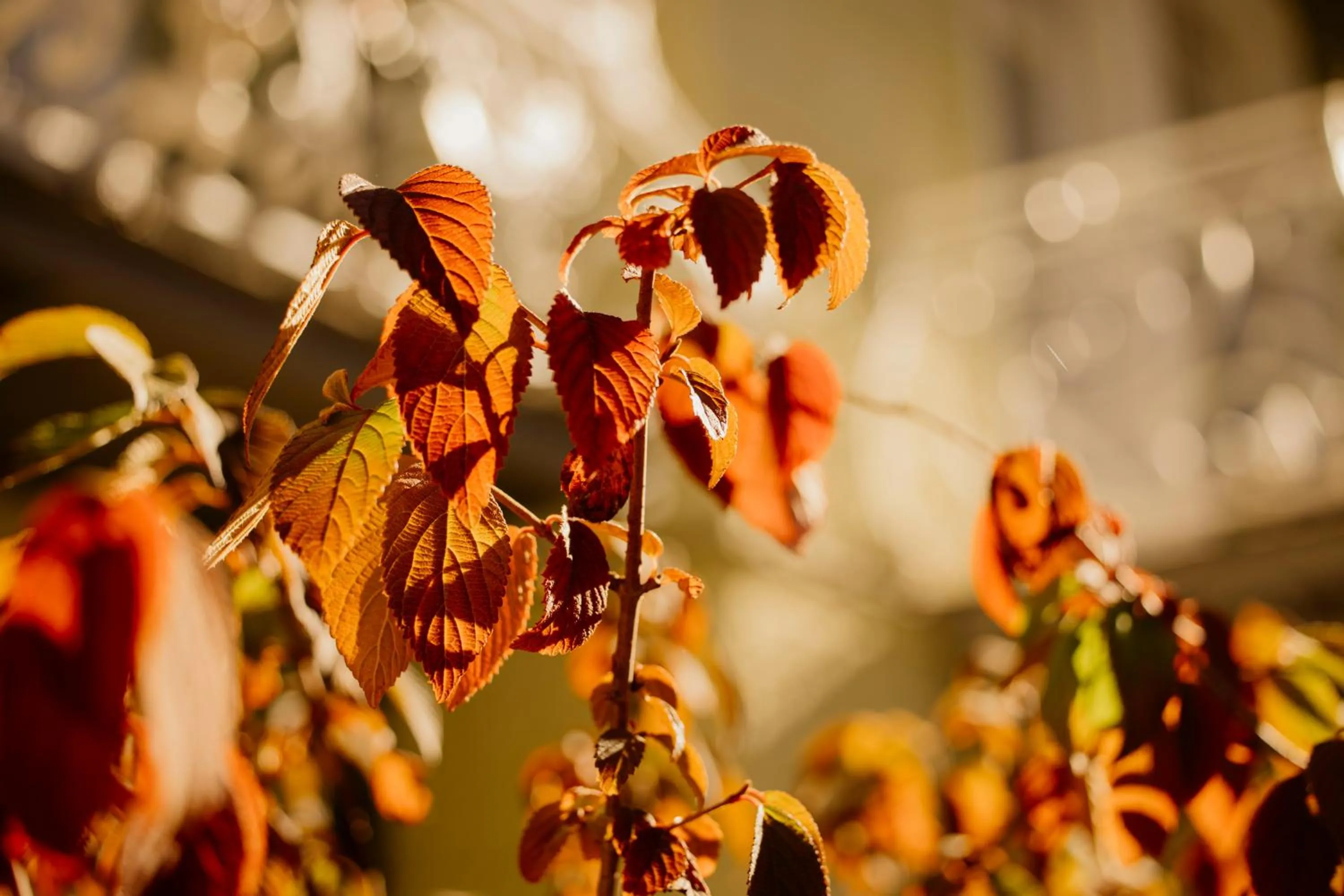 Garden in Villa Rein Boutiquehotel