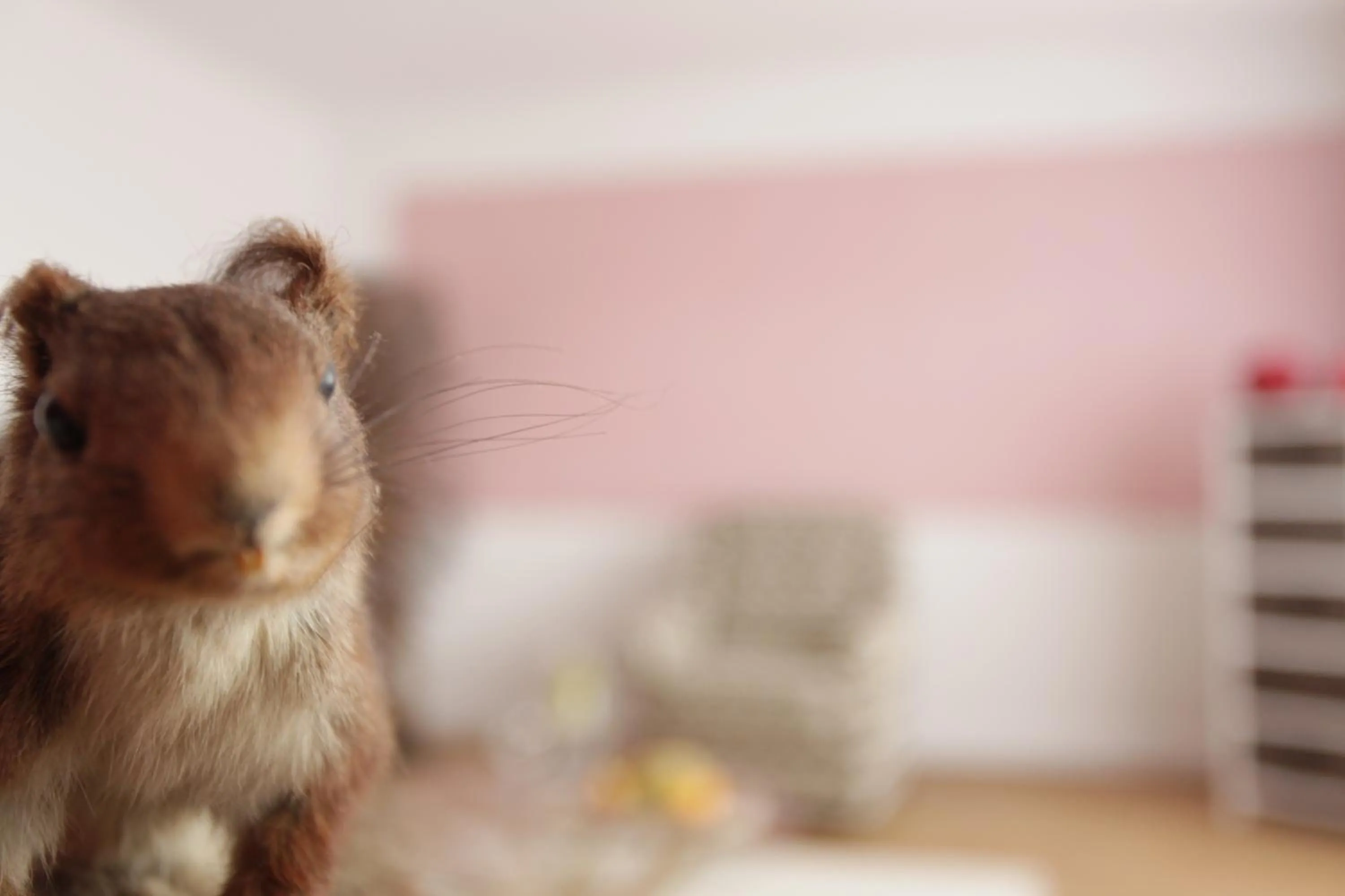 Animals in Hotel Wulff