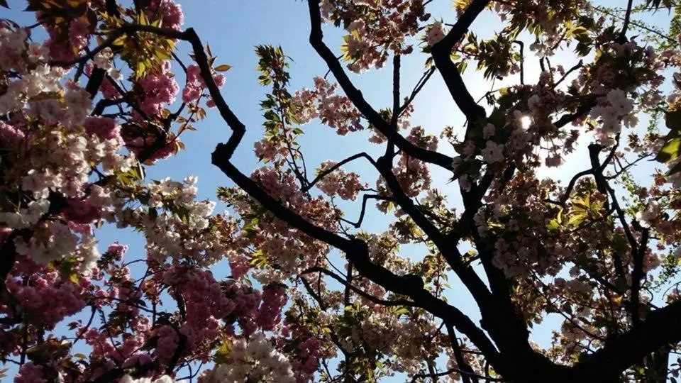 Spring in Piccolo Hotel