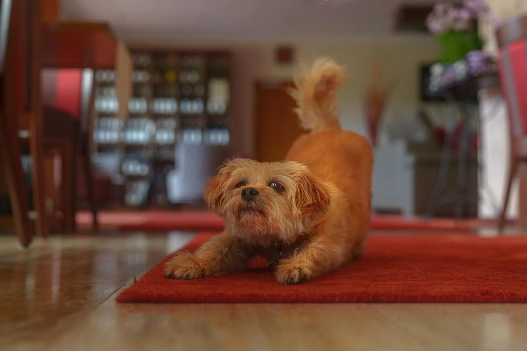 Pets in Hotel Zehnthof
