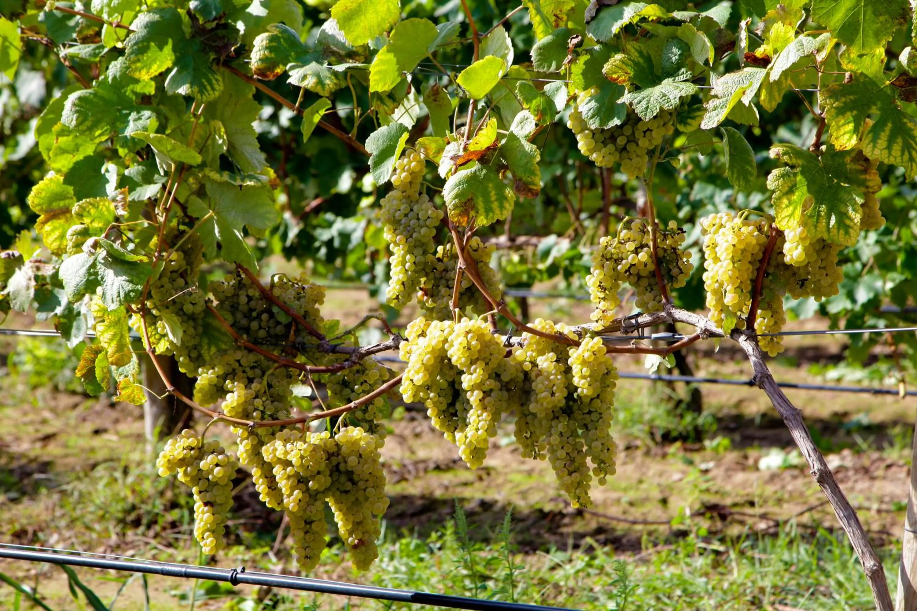 Area and facilities in Casa Lata - Agroturismo e Enoturismo