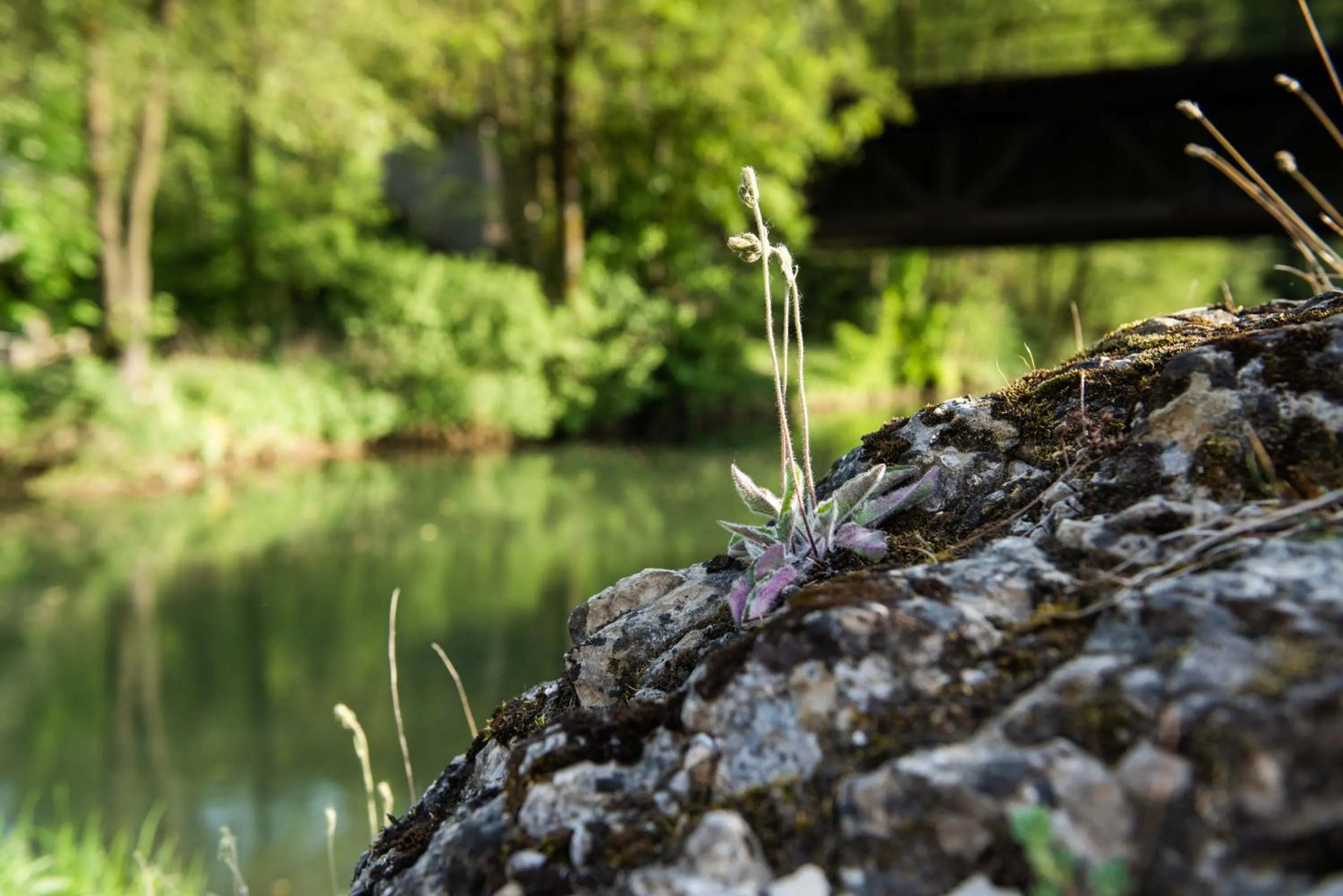 Natural landscape in Hotel Lindenhof Hubmersberg