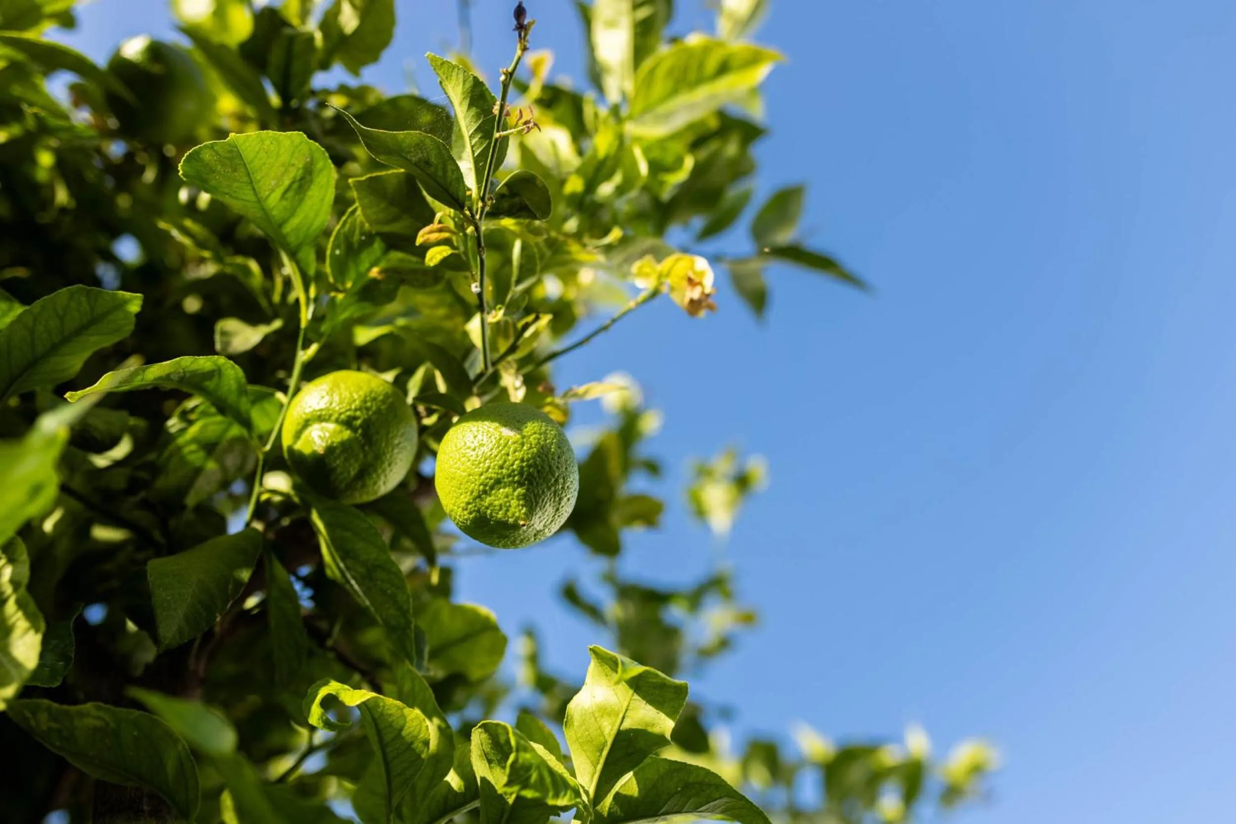 Natural landscape in Olive & Ivy Guesthouse
