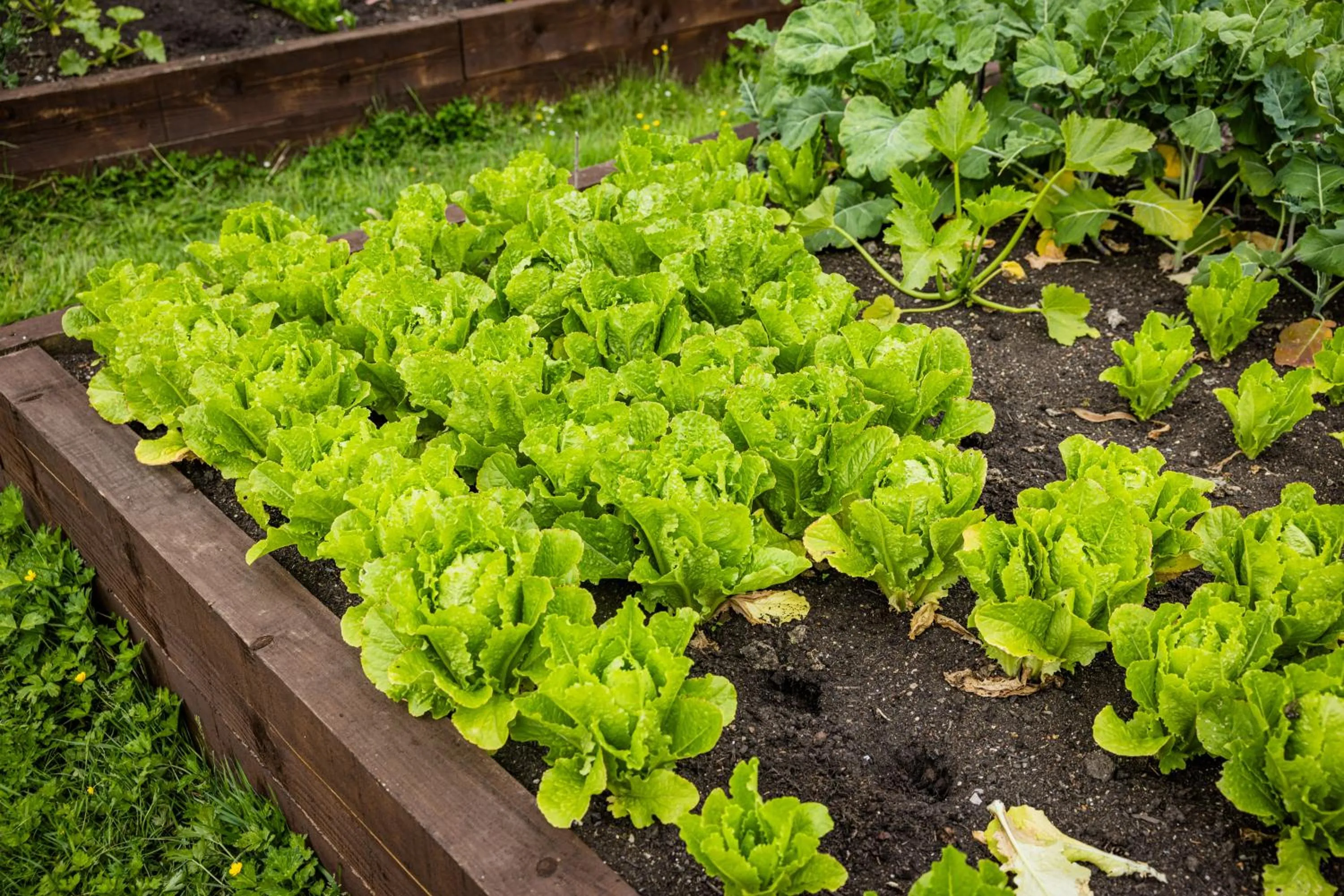 Food close-up in Horsted Place Hotel